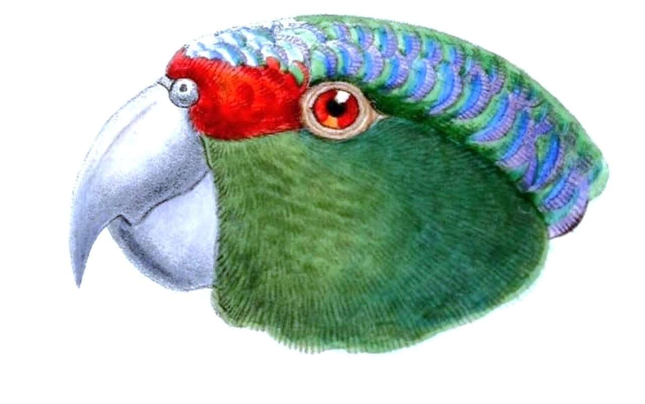 Illustration of Red-lored Amazon