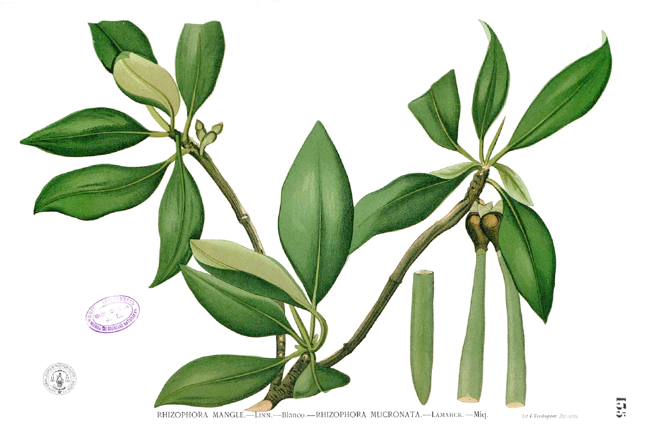 Illustration of Red Mangrove