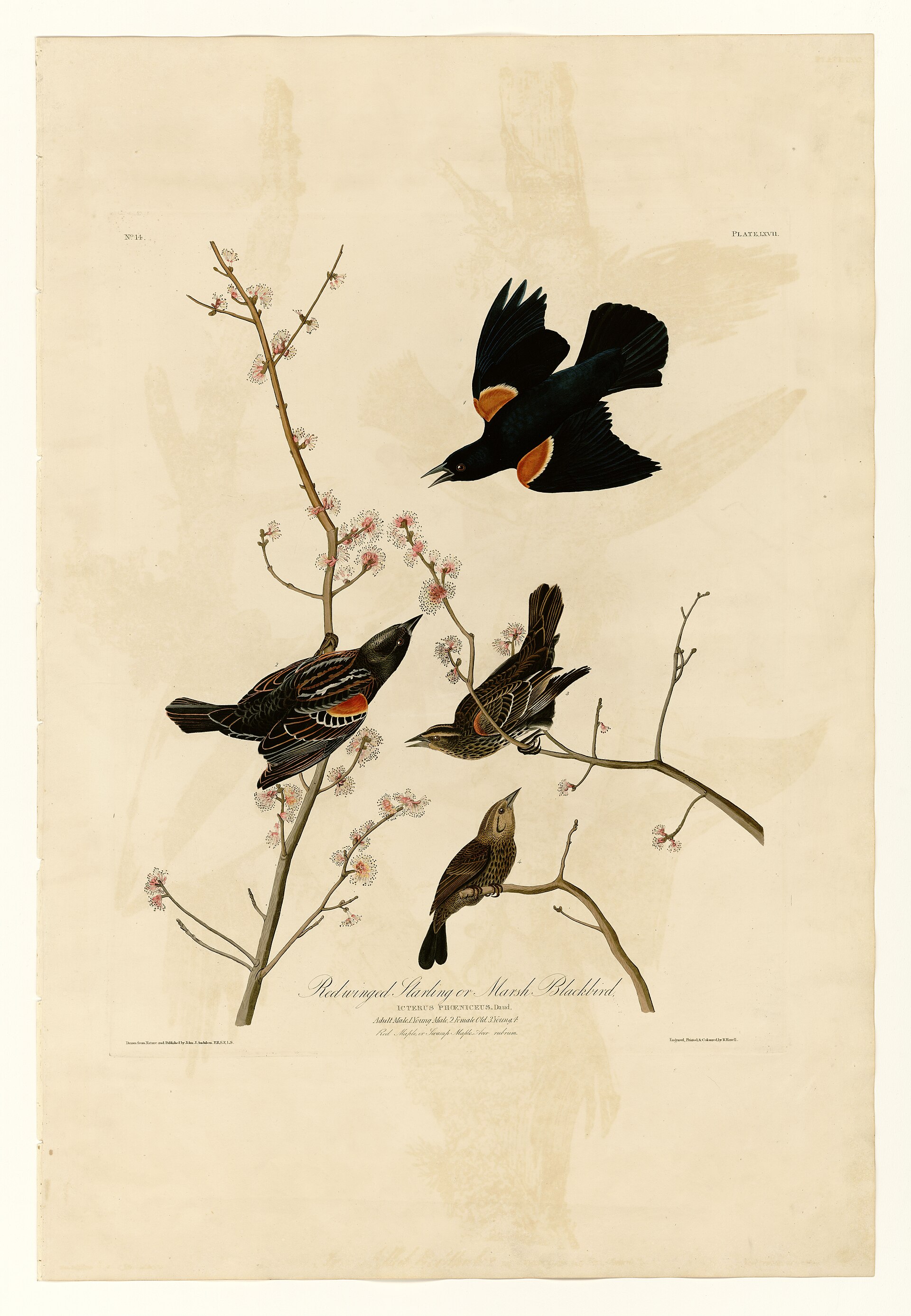 Illustration of Red-winged Blackbird