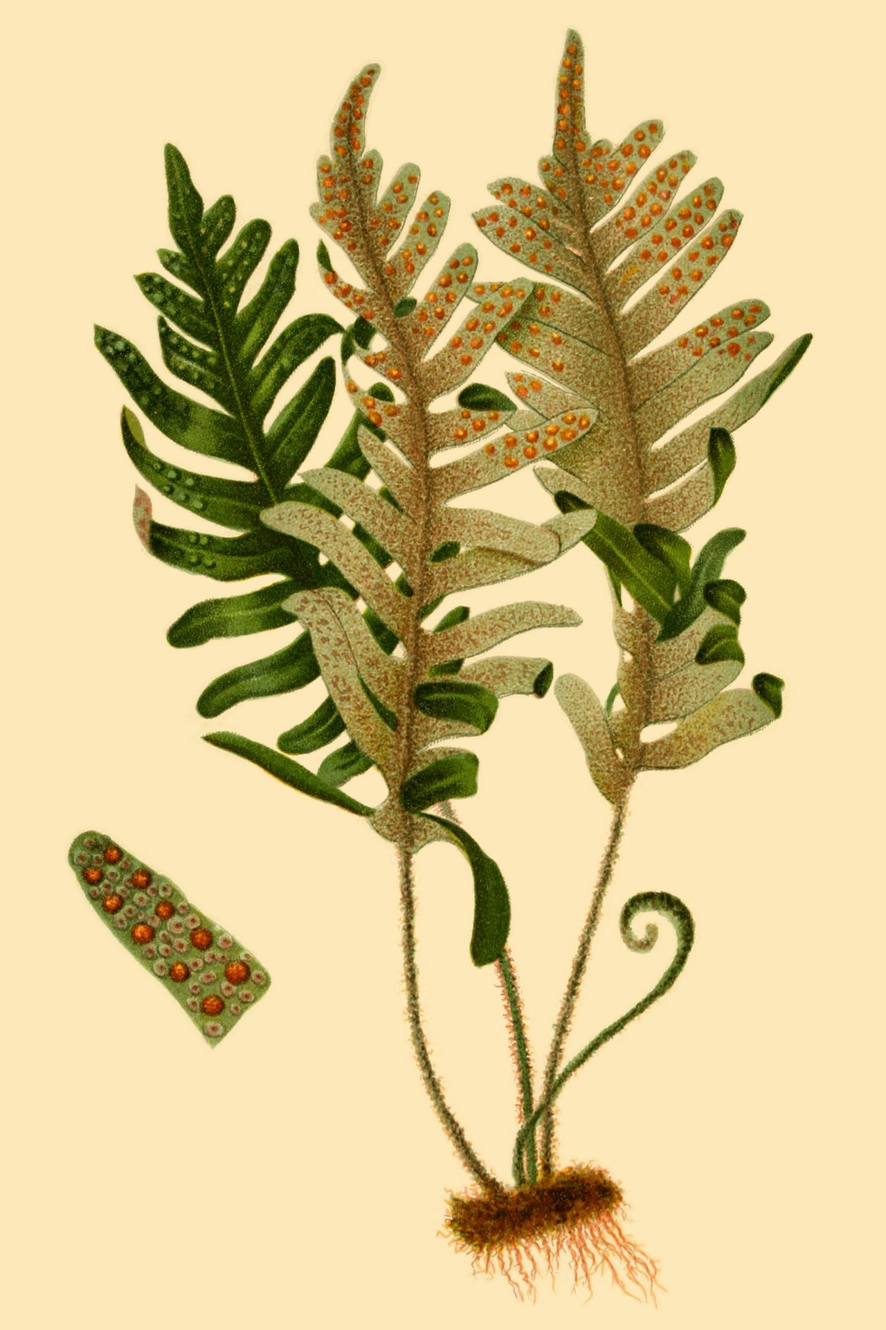 Illustration of Resurrection Fern