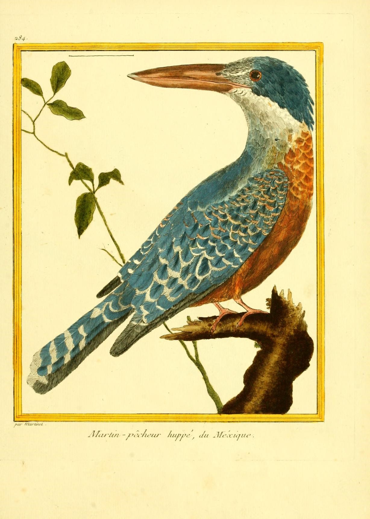 Illustration of Ringed Kingfisher