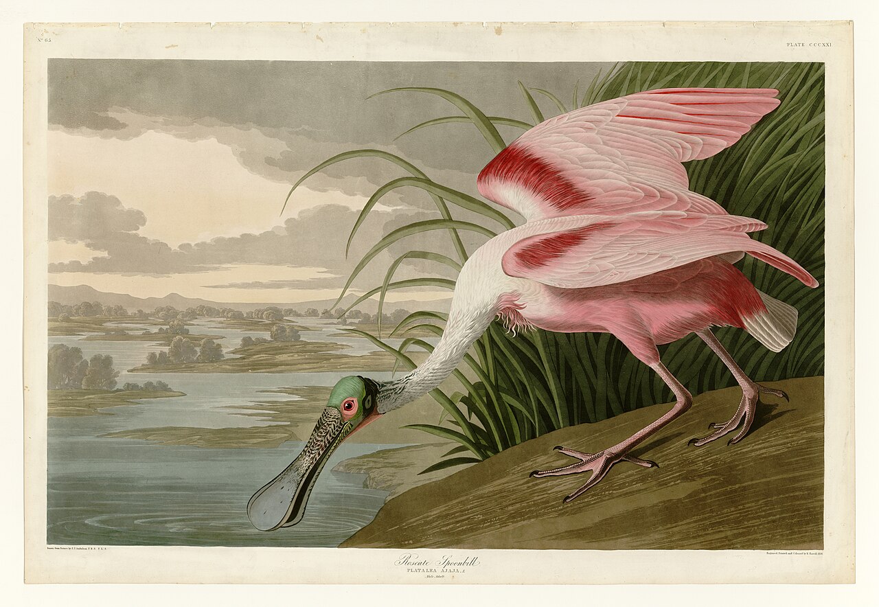 Illustration of Roseate Spoonbill