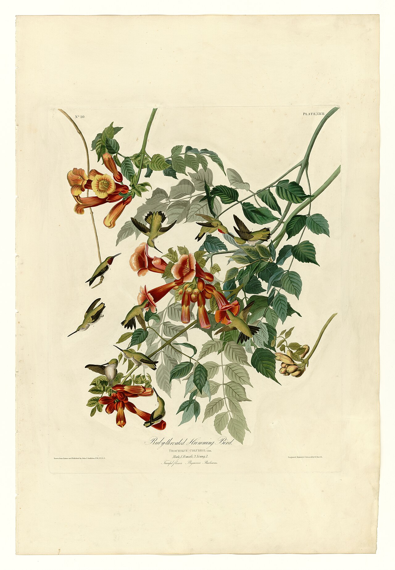 Illustration of Ruby-throated Hummingbird