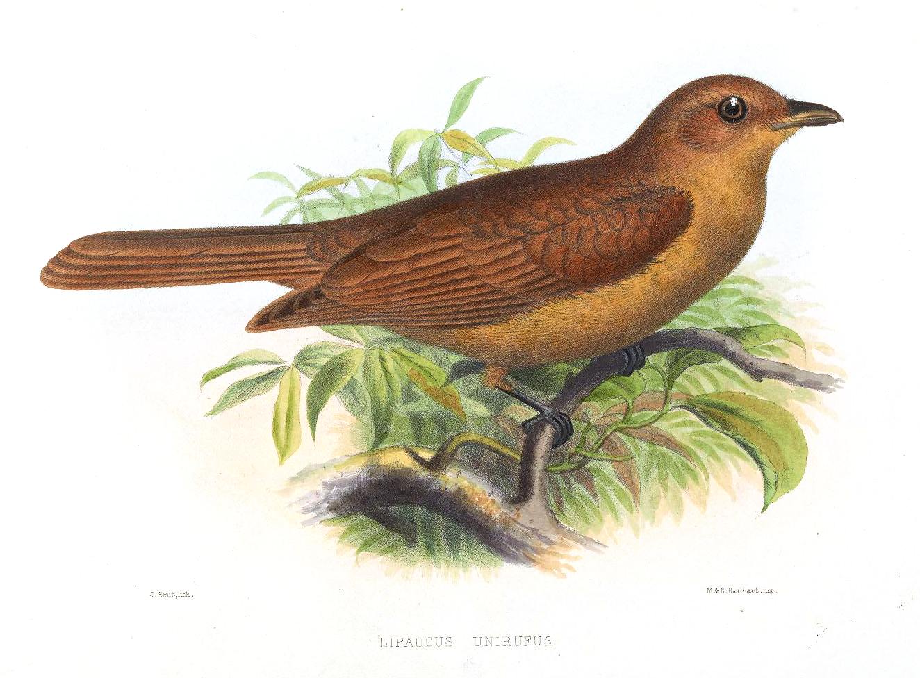 Illustration of Rufous Piha