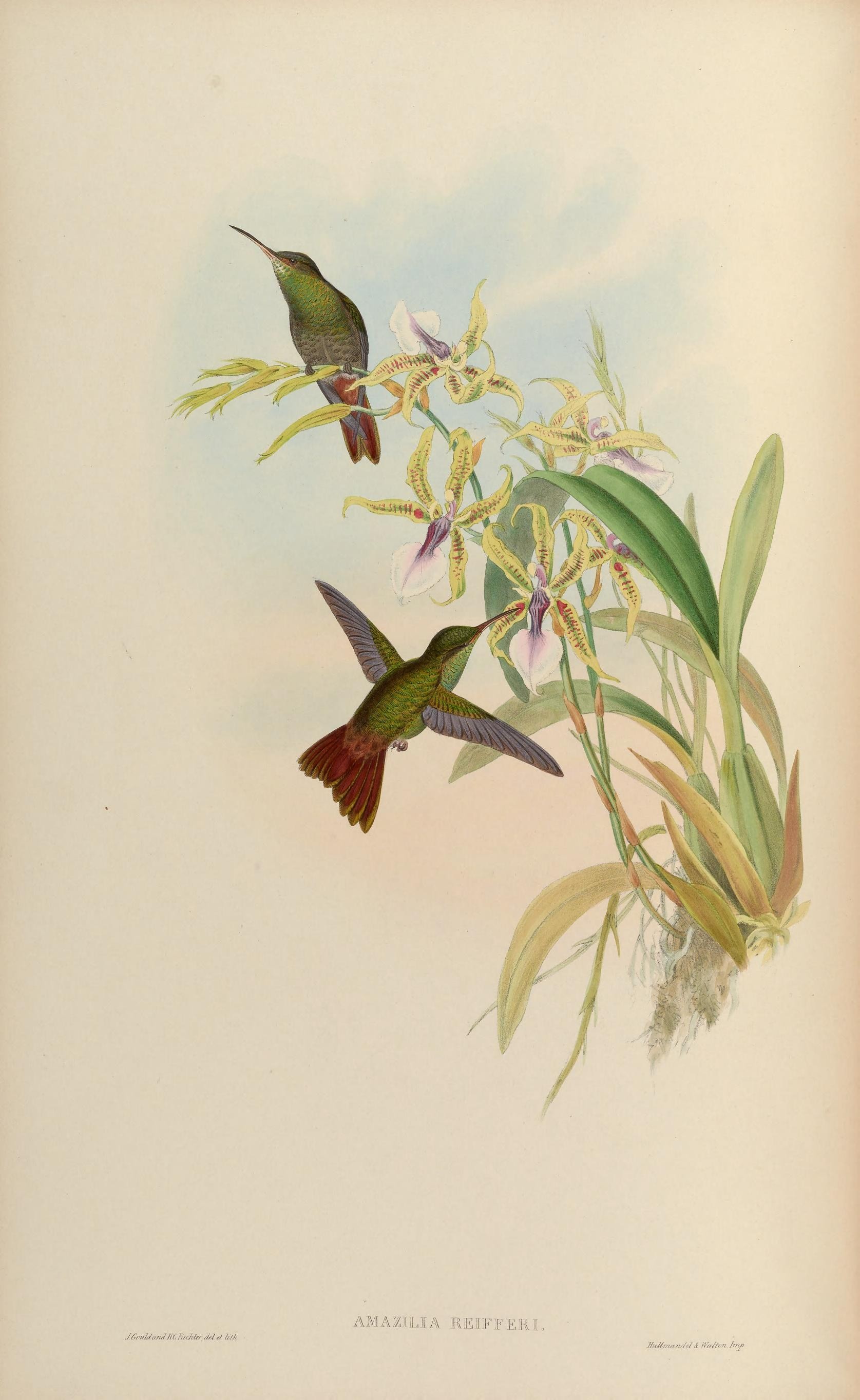 Illustration of Rufous-tailed Hummingbird