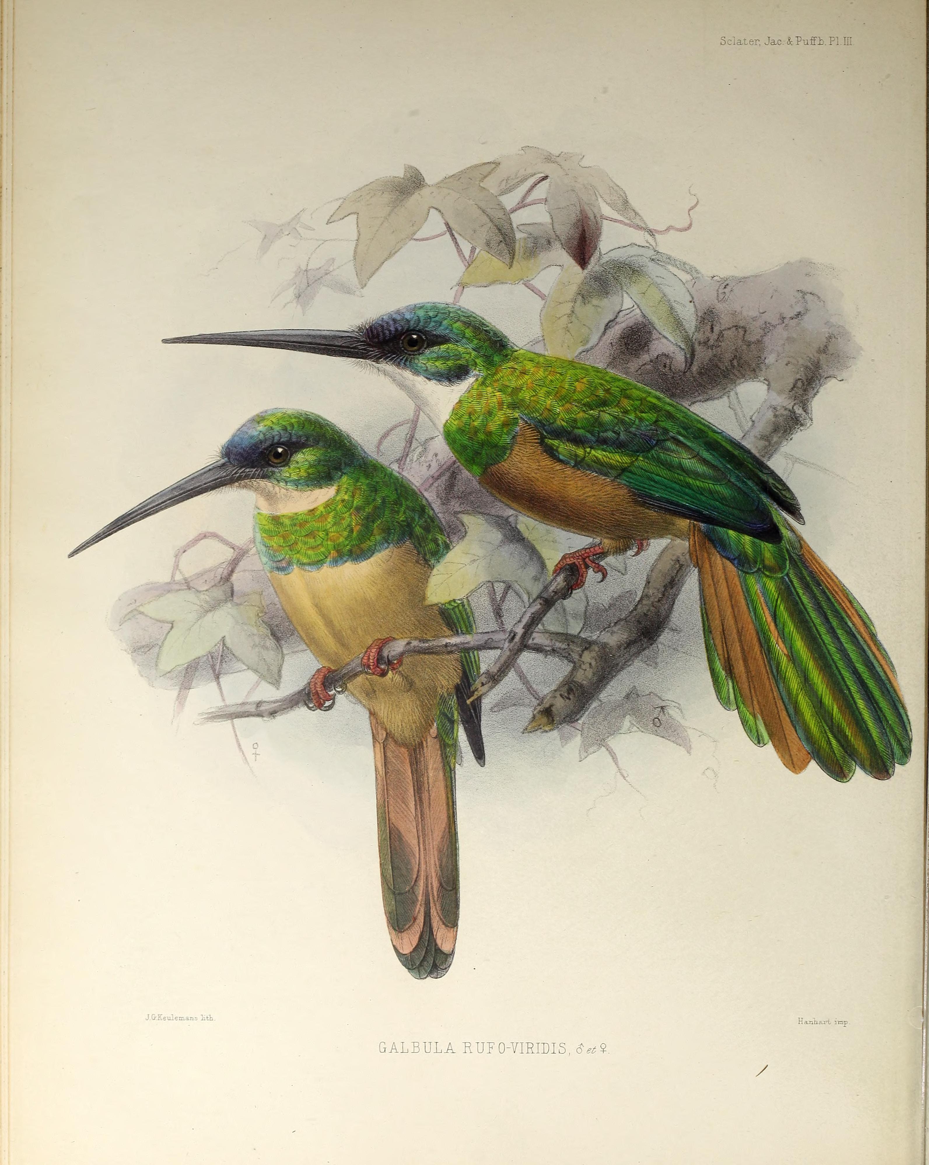 Illustration of Rufous-tailed Jacamar