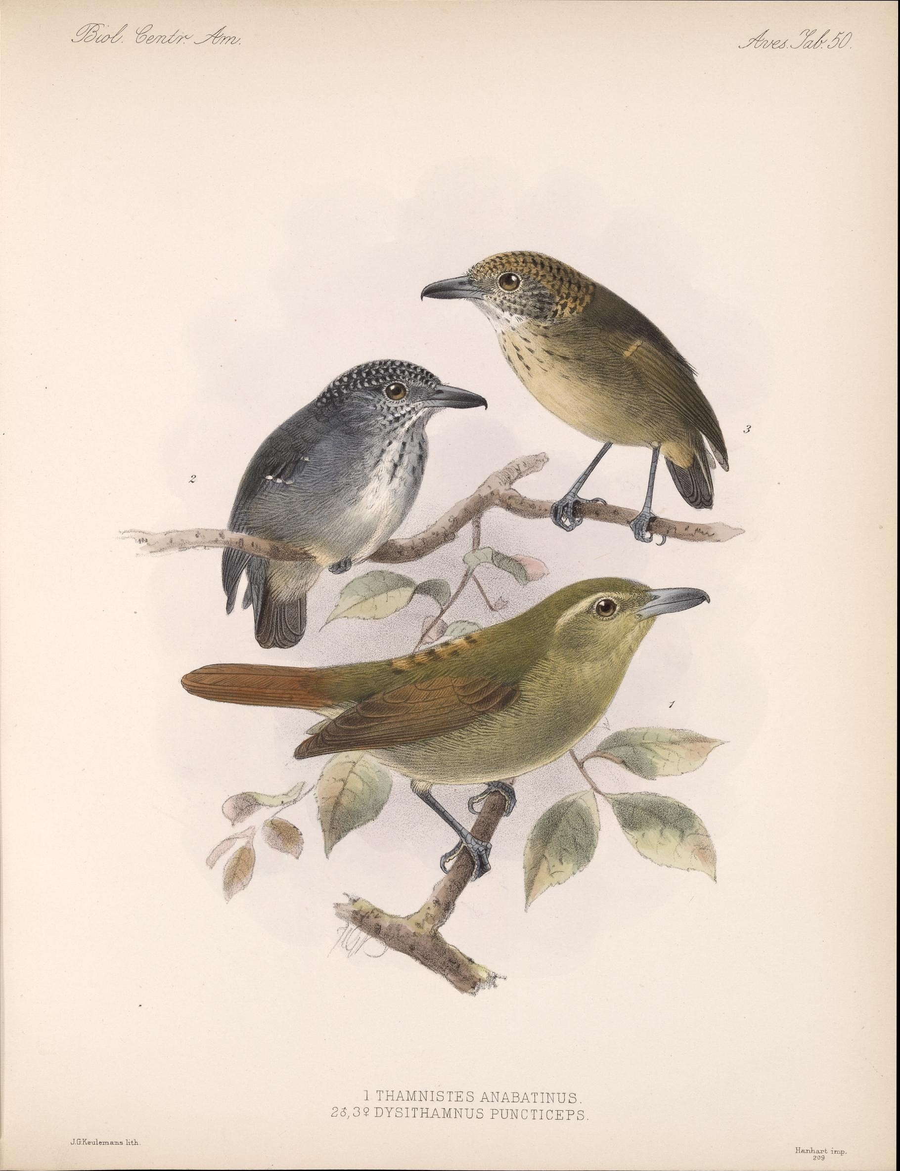 Illustration of Russet Antshrike