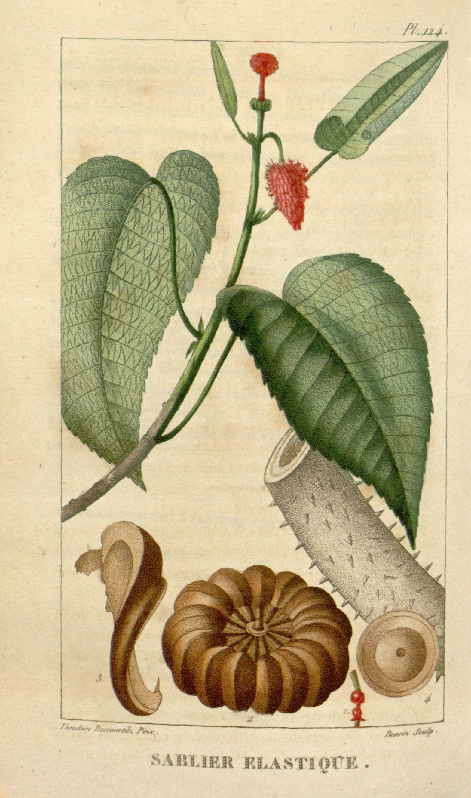 Illustration of Sandbox Tree / Jabillo