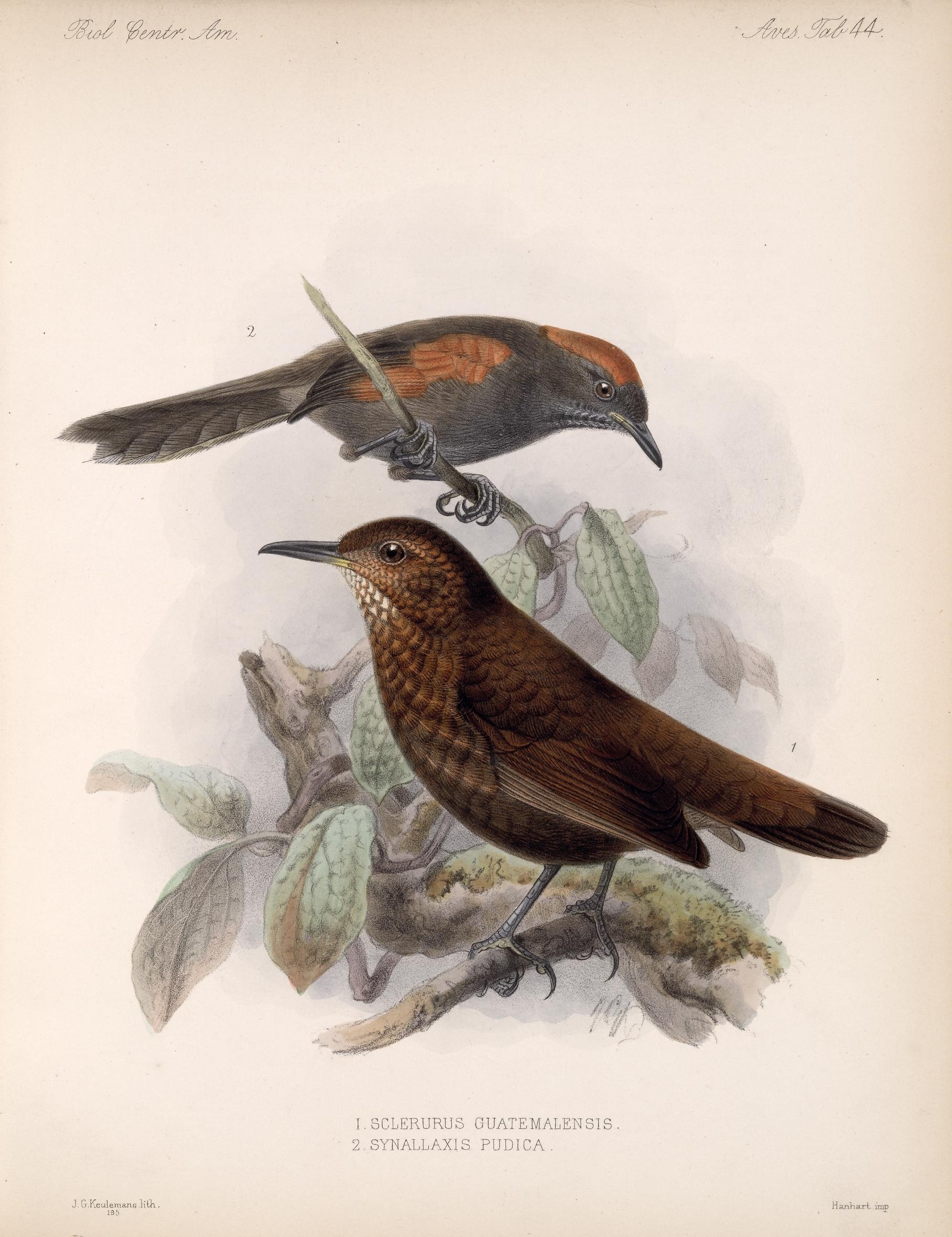 Illustration of Scaly-throated Leaftosser