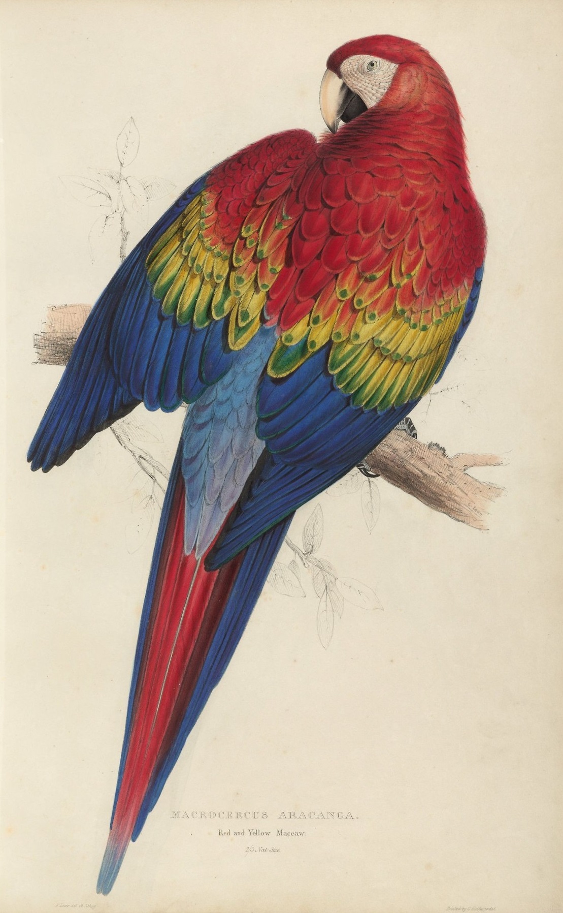 Illustration of Scarlet Macaw