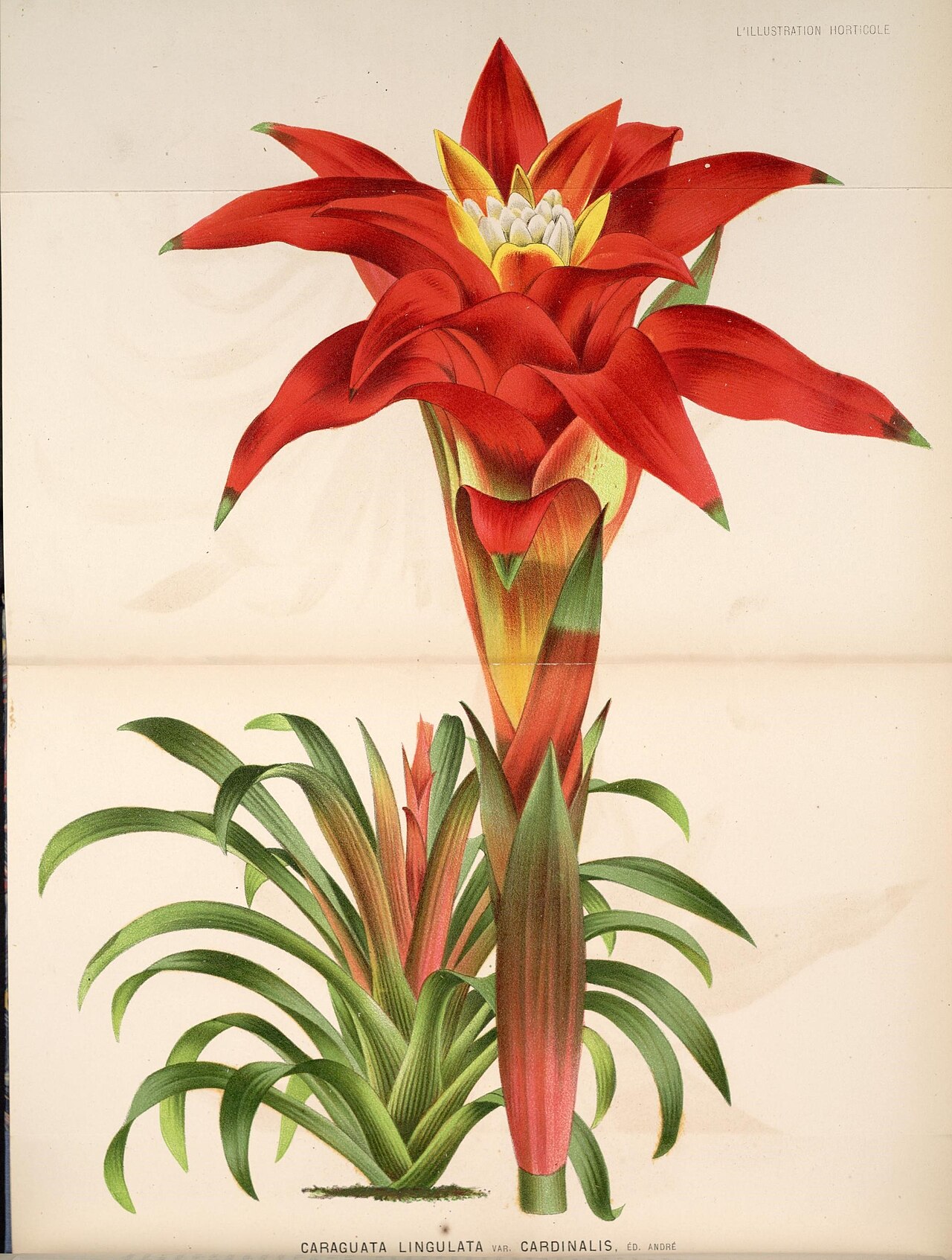 Illustration of Scarlet Star