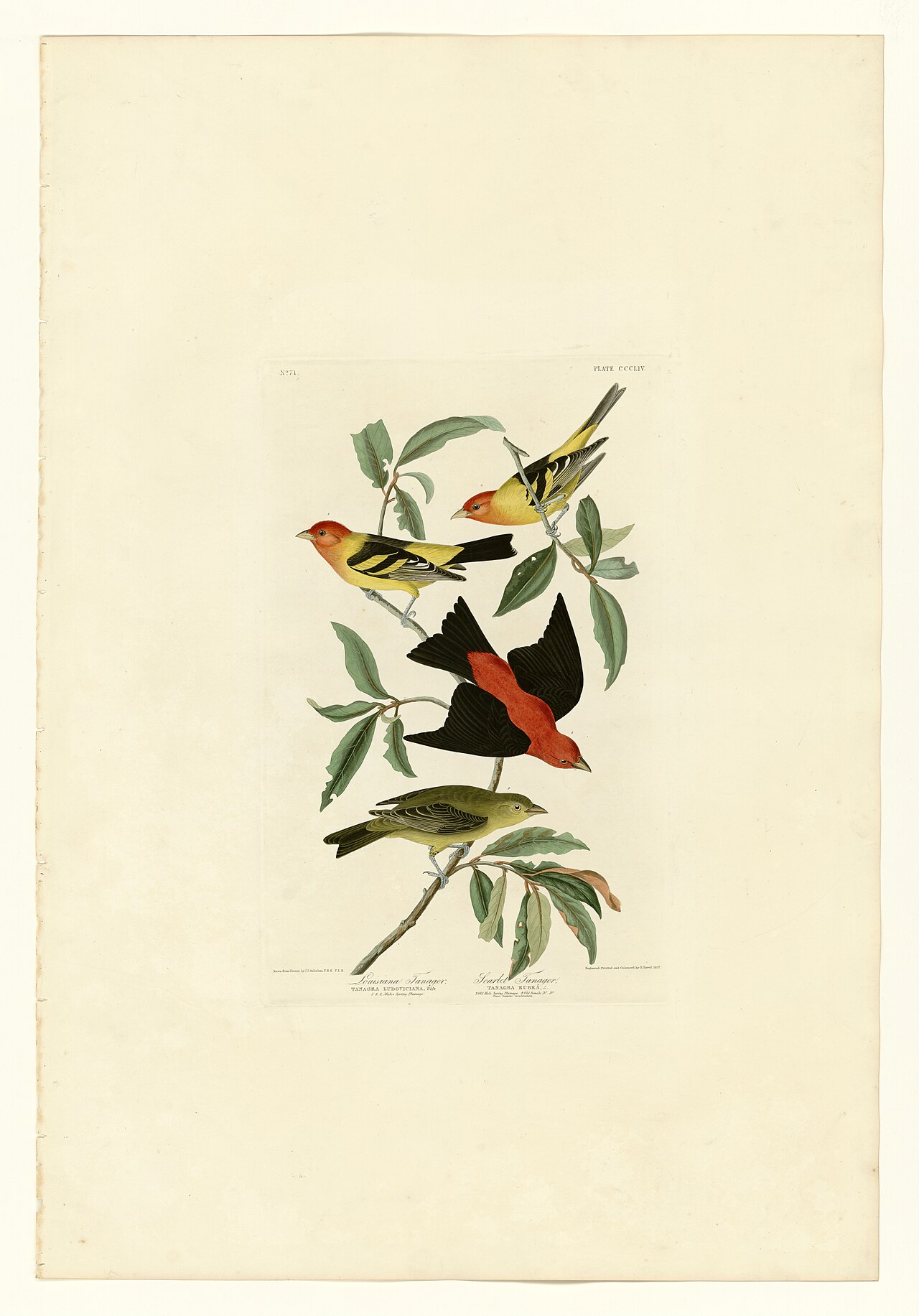 Illustration of Scarlet Tanager
