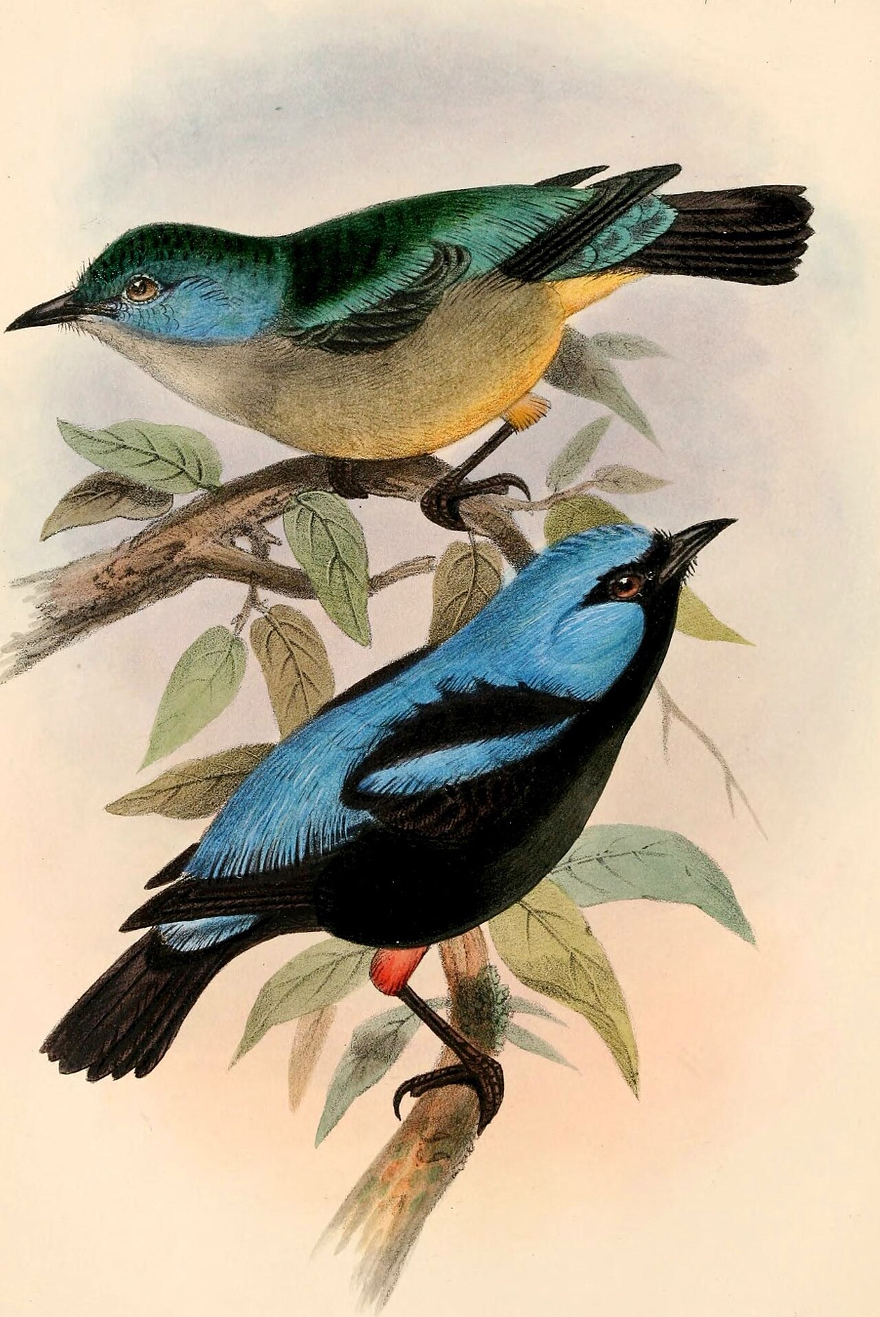 Illustration of Scarlet-thighed Dacnis