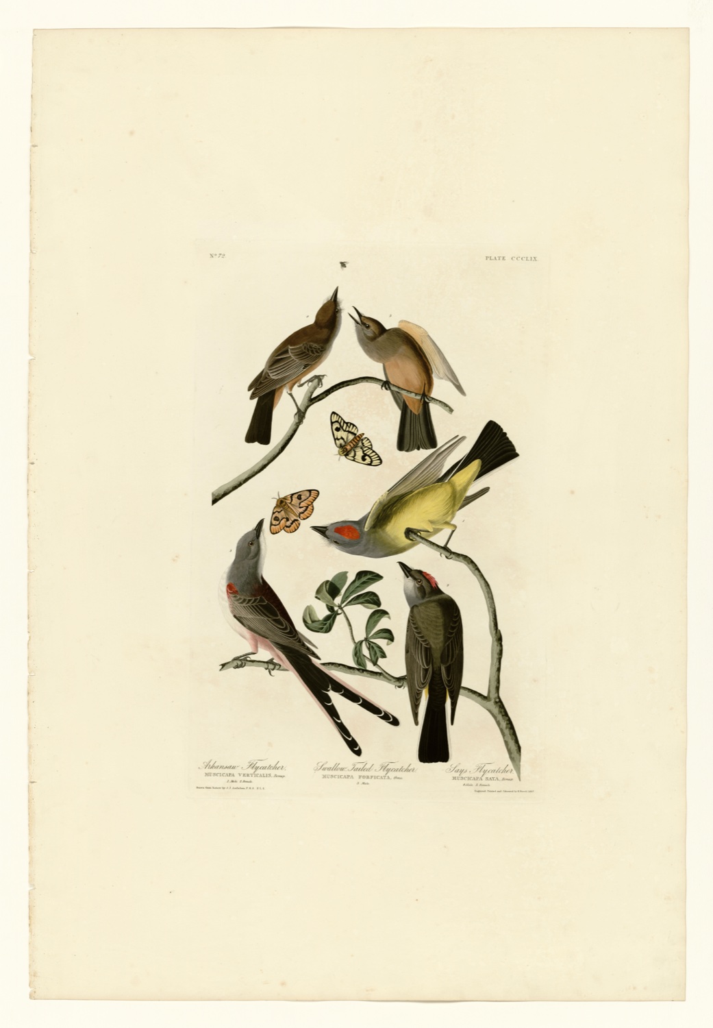 Illustration of Scissor-tailed Flycatcher