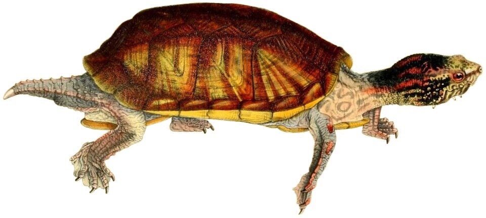 Illustration of Scorpion Mud Turtle