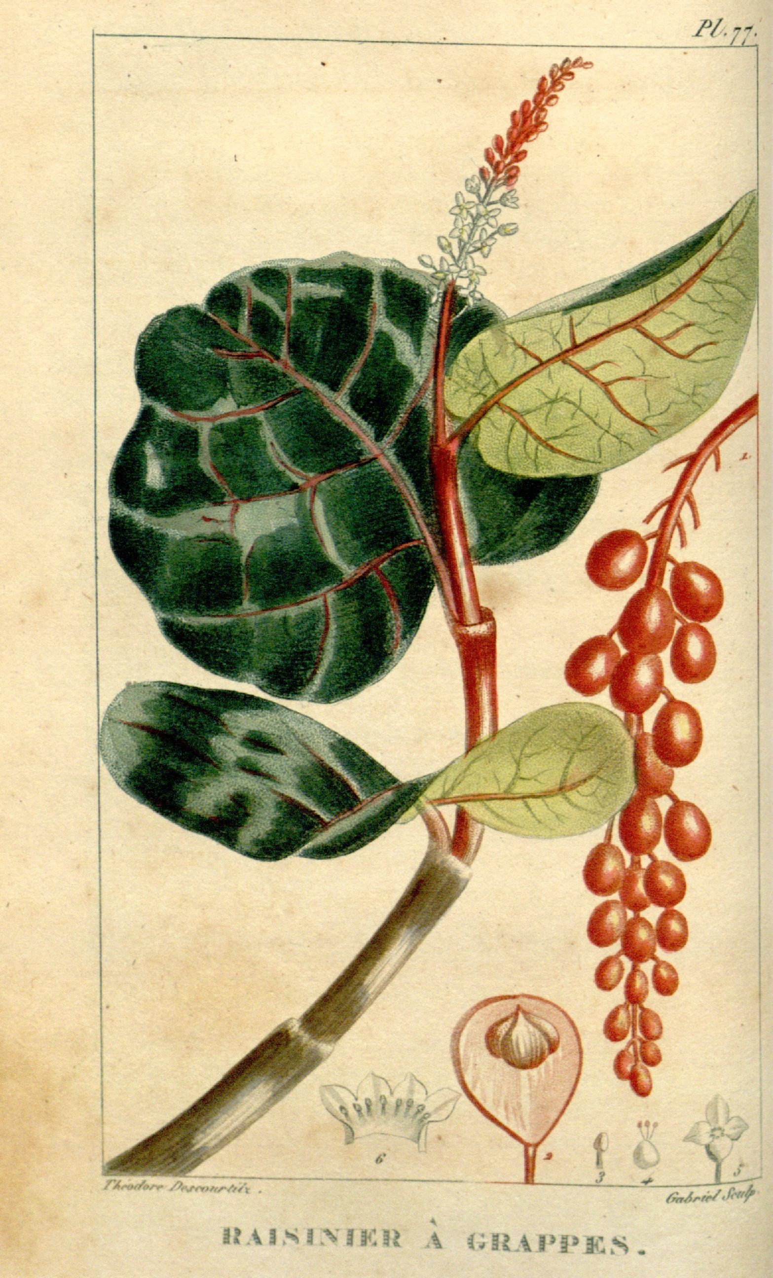 Illustration of Sea Grape / Uva de Playa