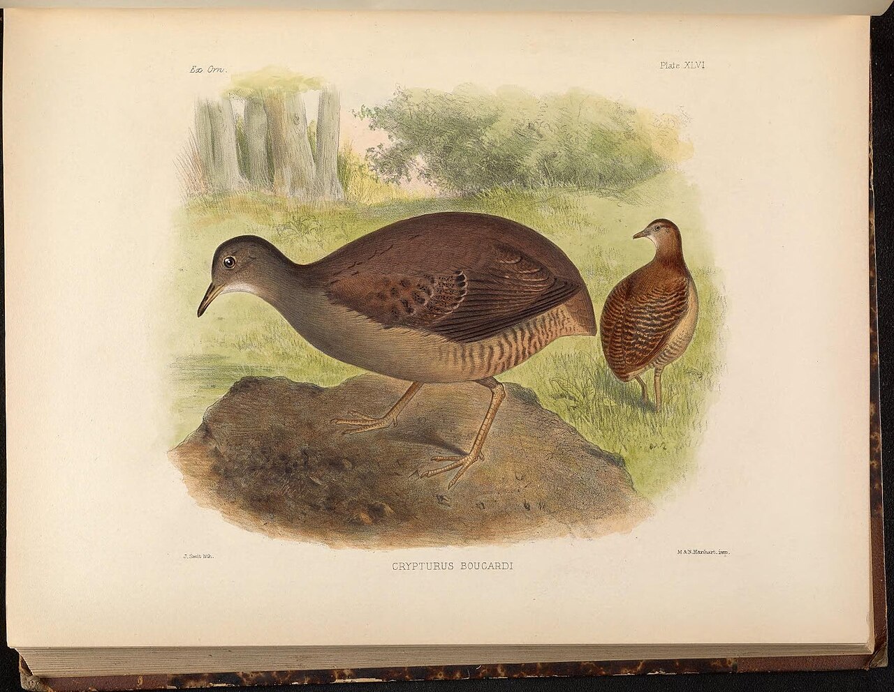 Illustration of Slaty-breasted Tinamou