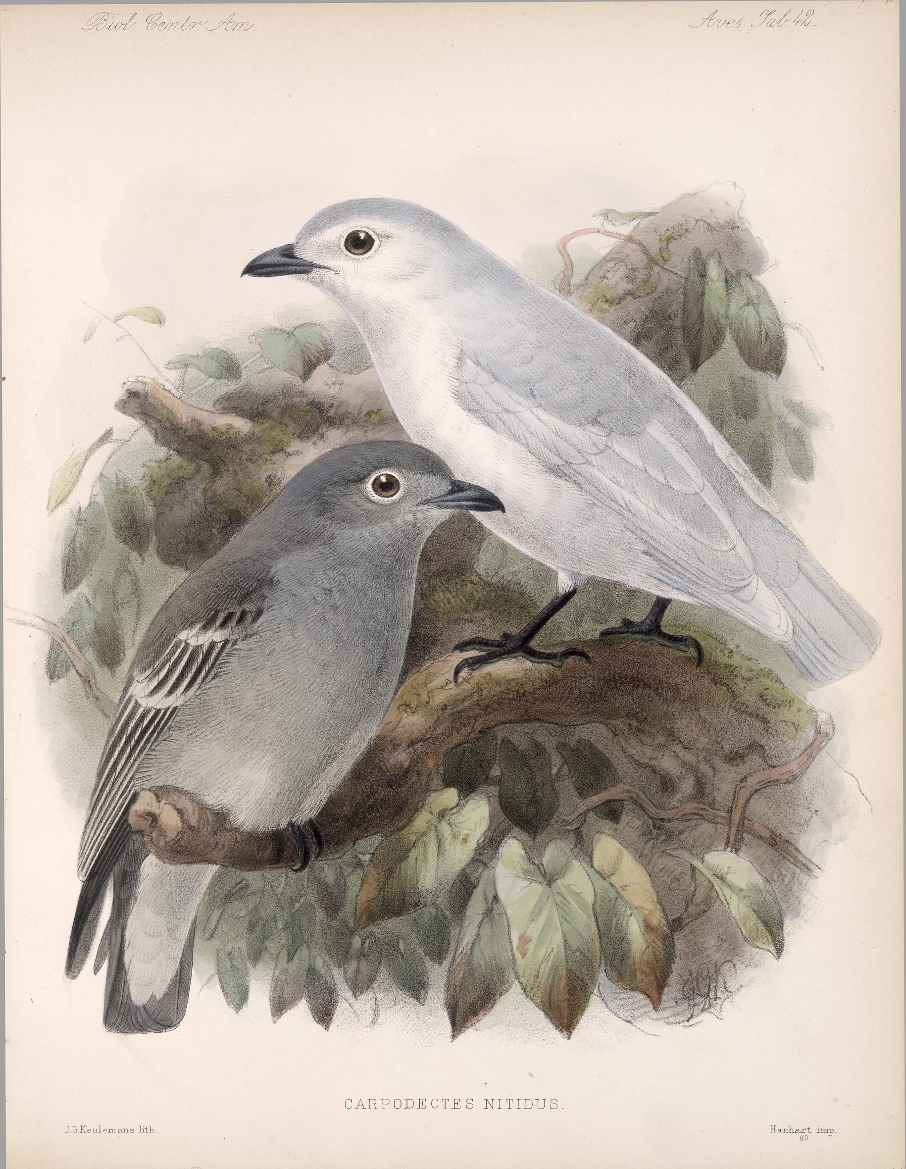 Illustration of Snowy Cotinga