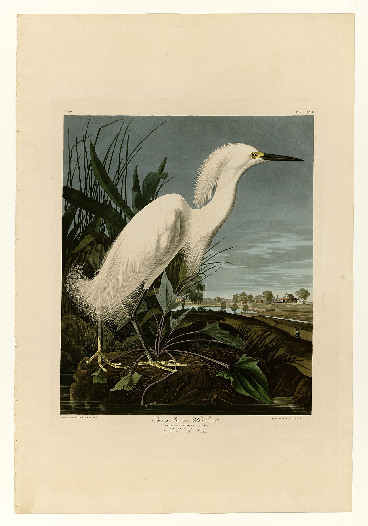 Illustration of Snowy Egret