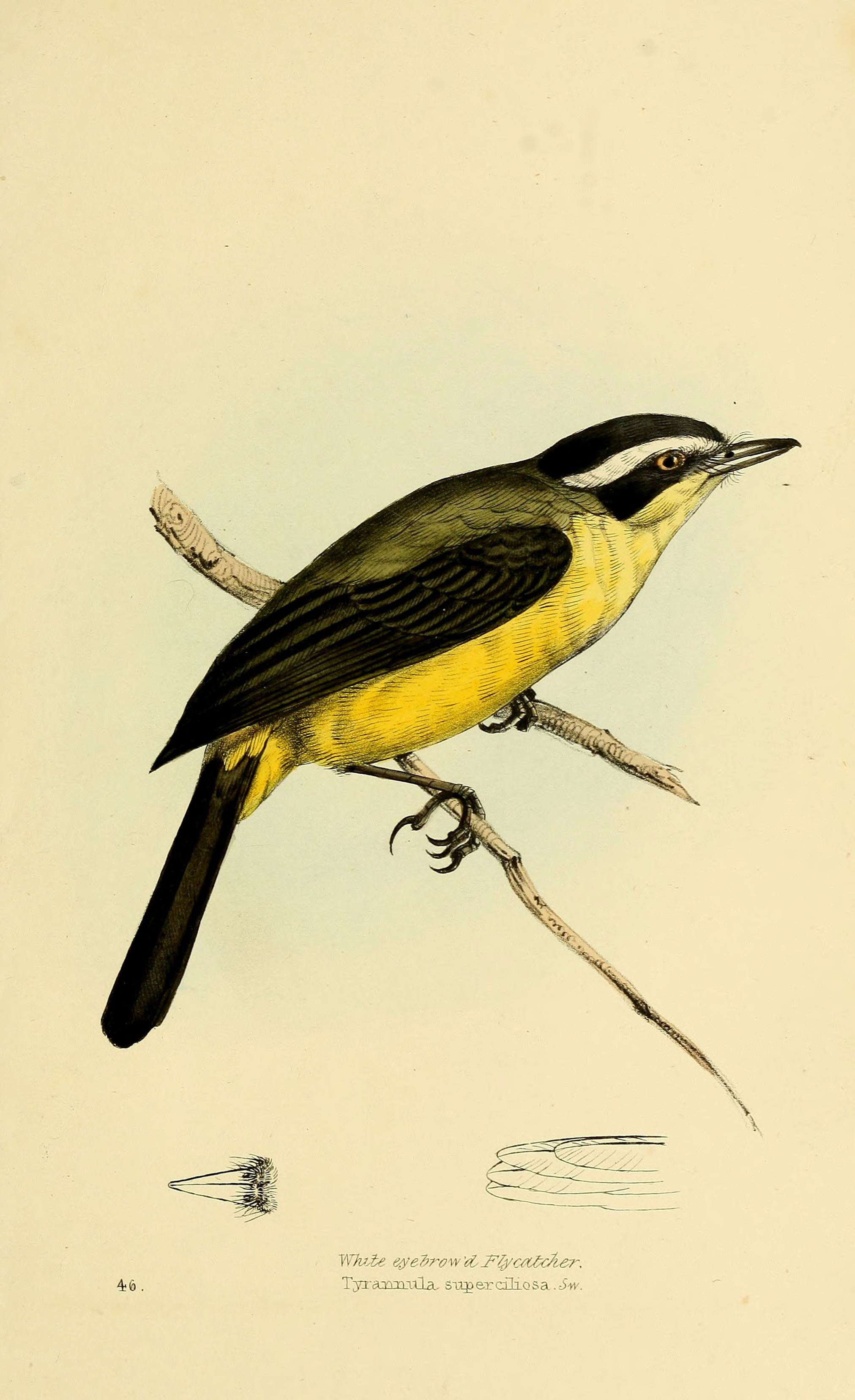 Illustration of Social Flycatcher