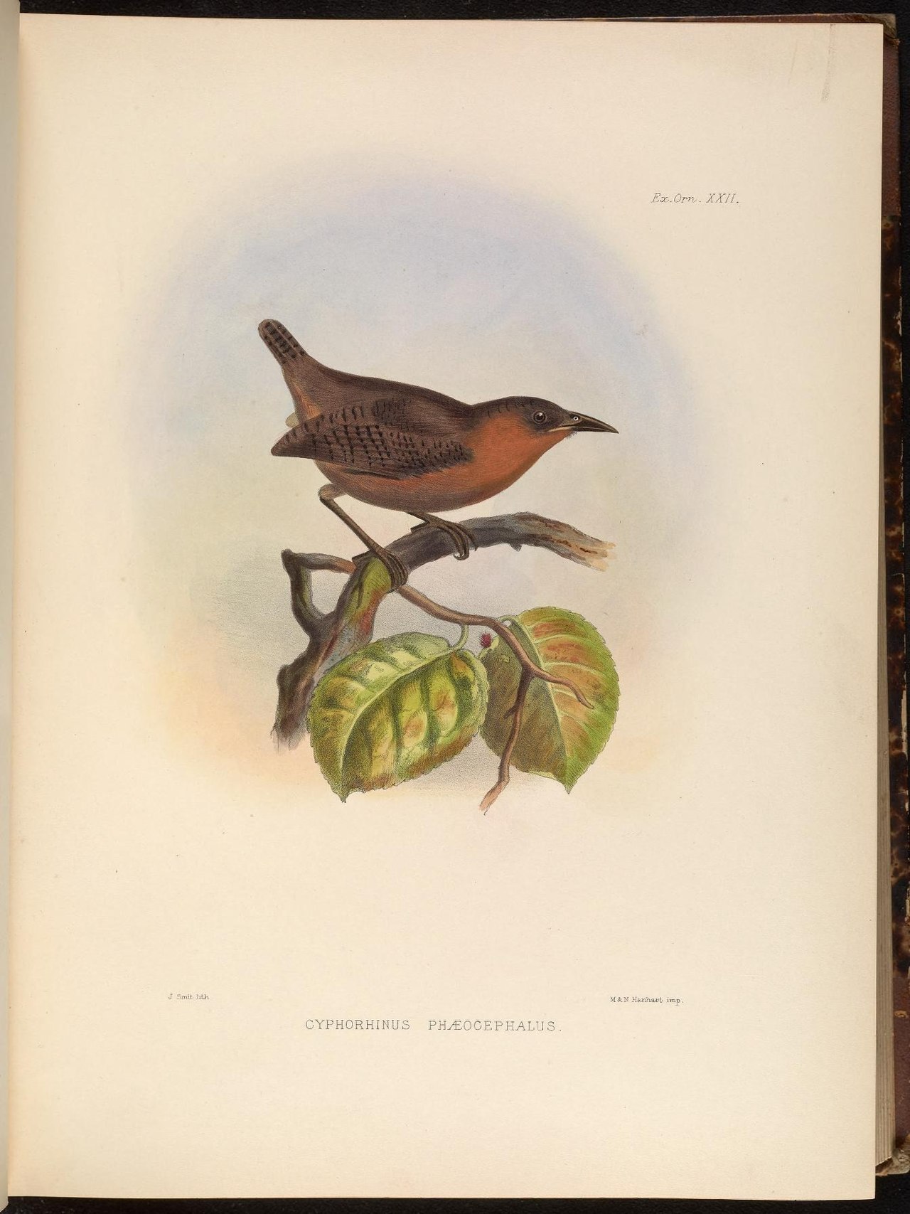 Illustration of Song Wren