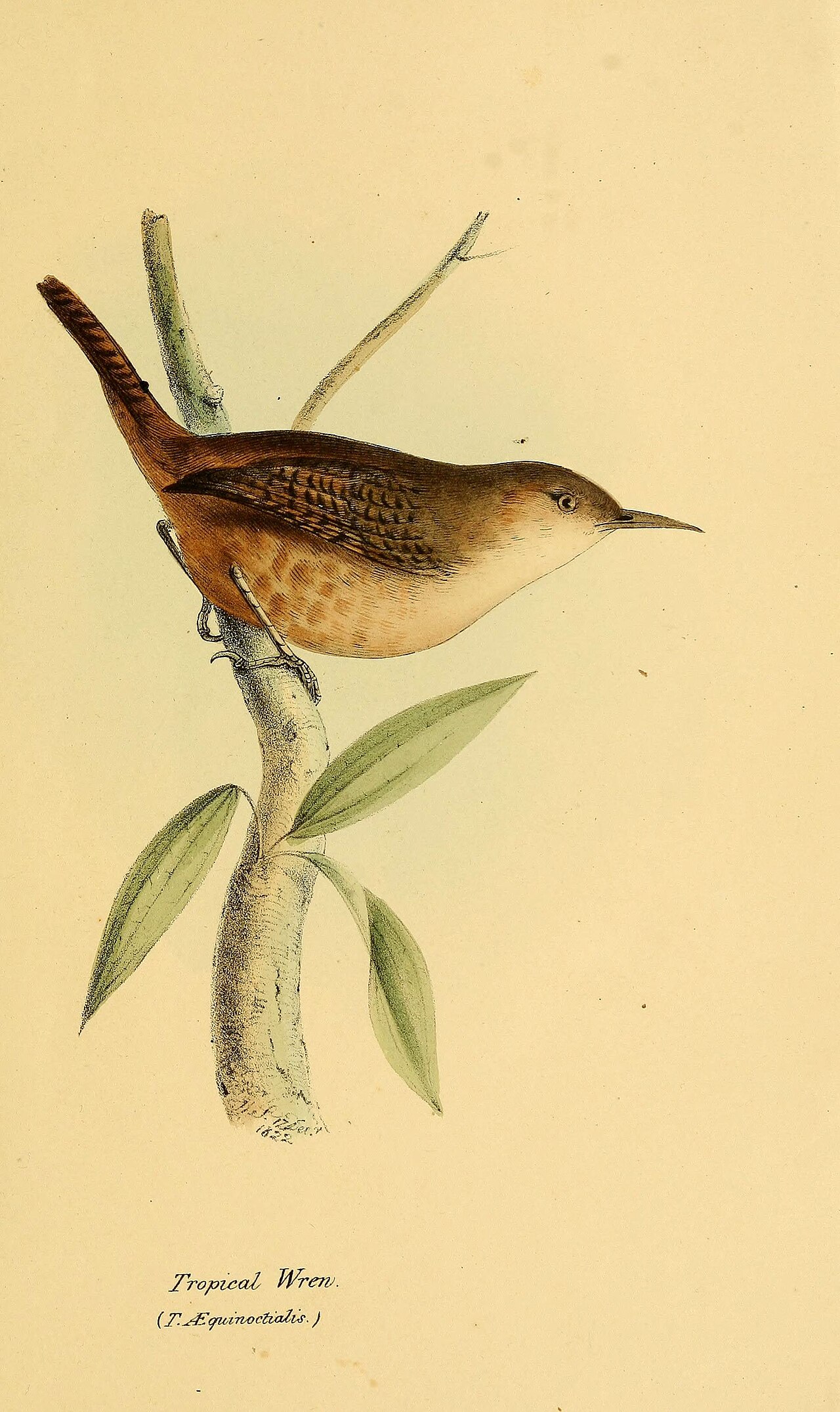 Illustration of Southern House Wren