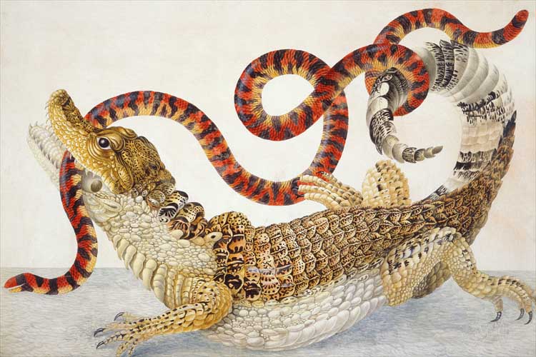 Illustration of Spectacled Caiman