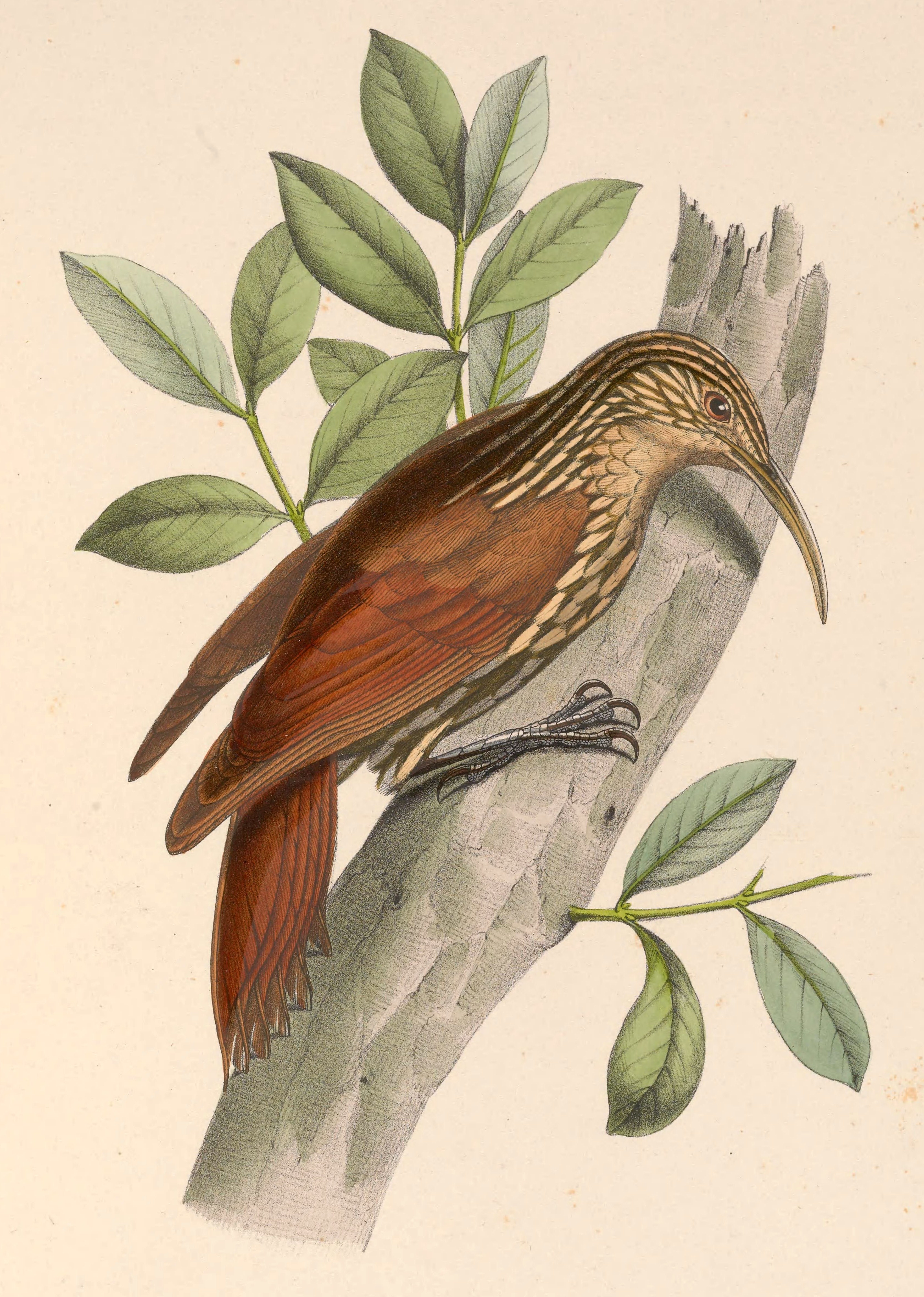 Illustration of Streak-headed Woodcreeper