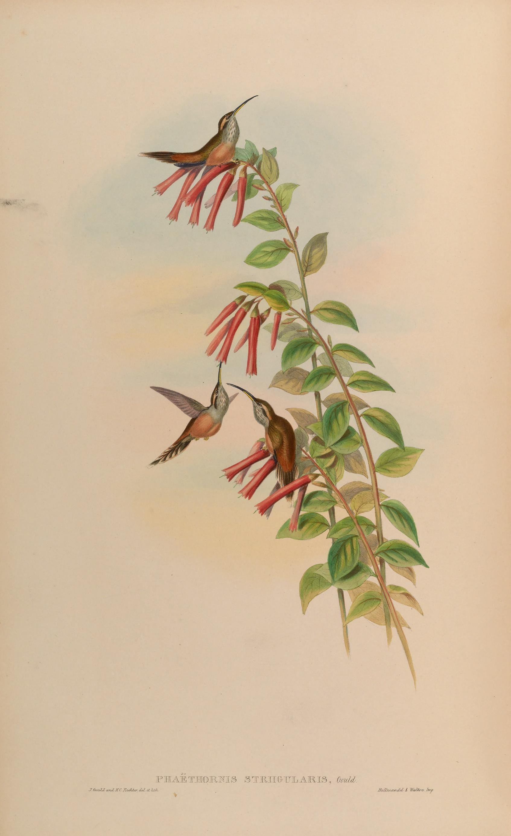 Illustration of Stripe-throated Hermit