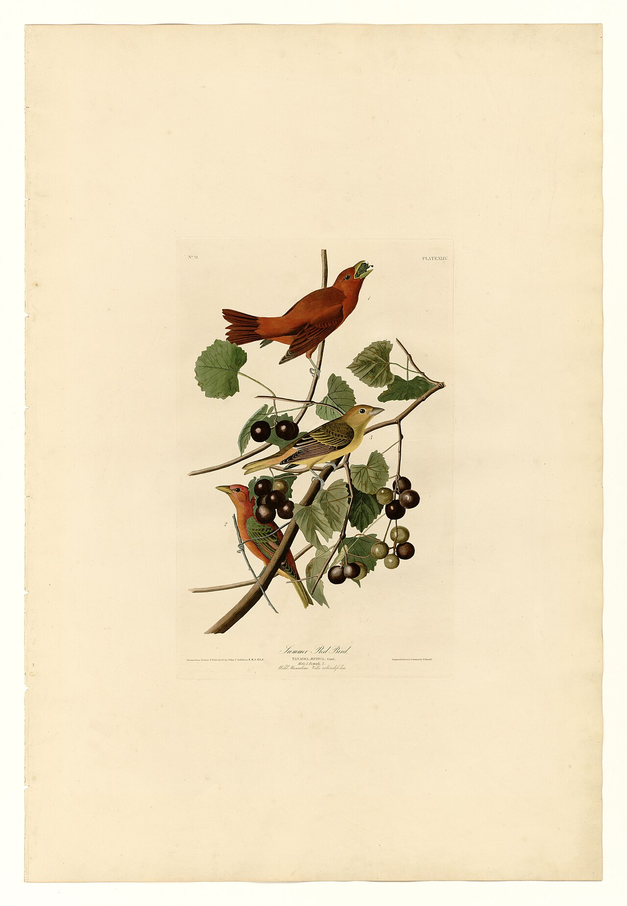 Illustration of Summer Tanager