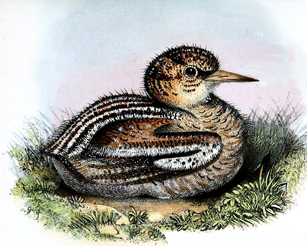 Illustration of Sunbittern