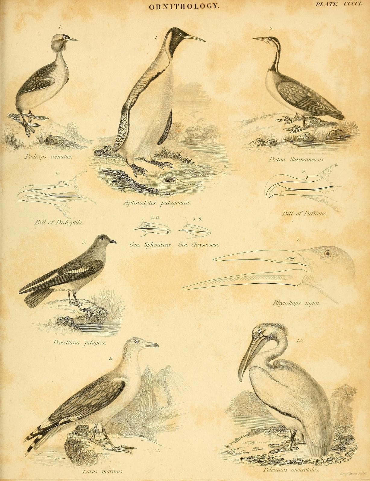 Illustration of Sungrebe