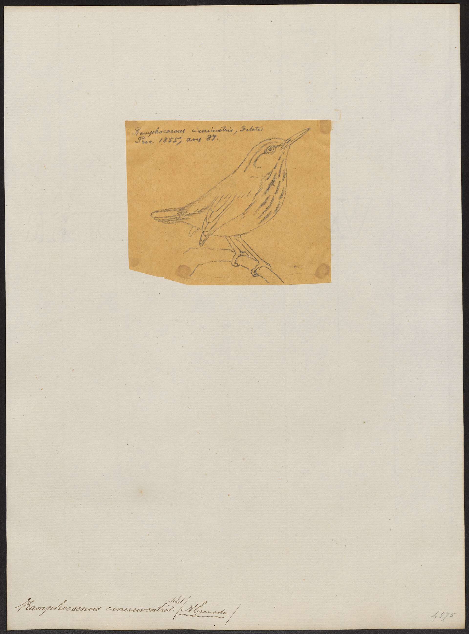 Illustration of Tawny-faced Gnatwren
