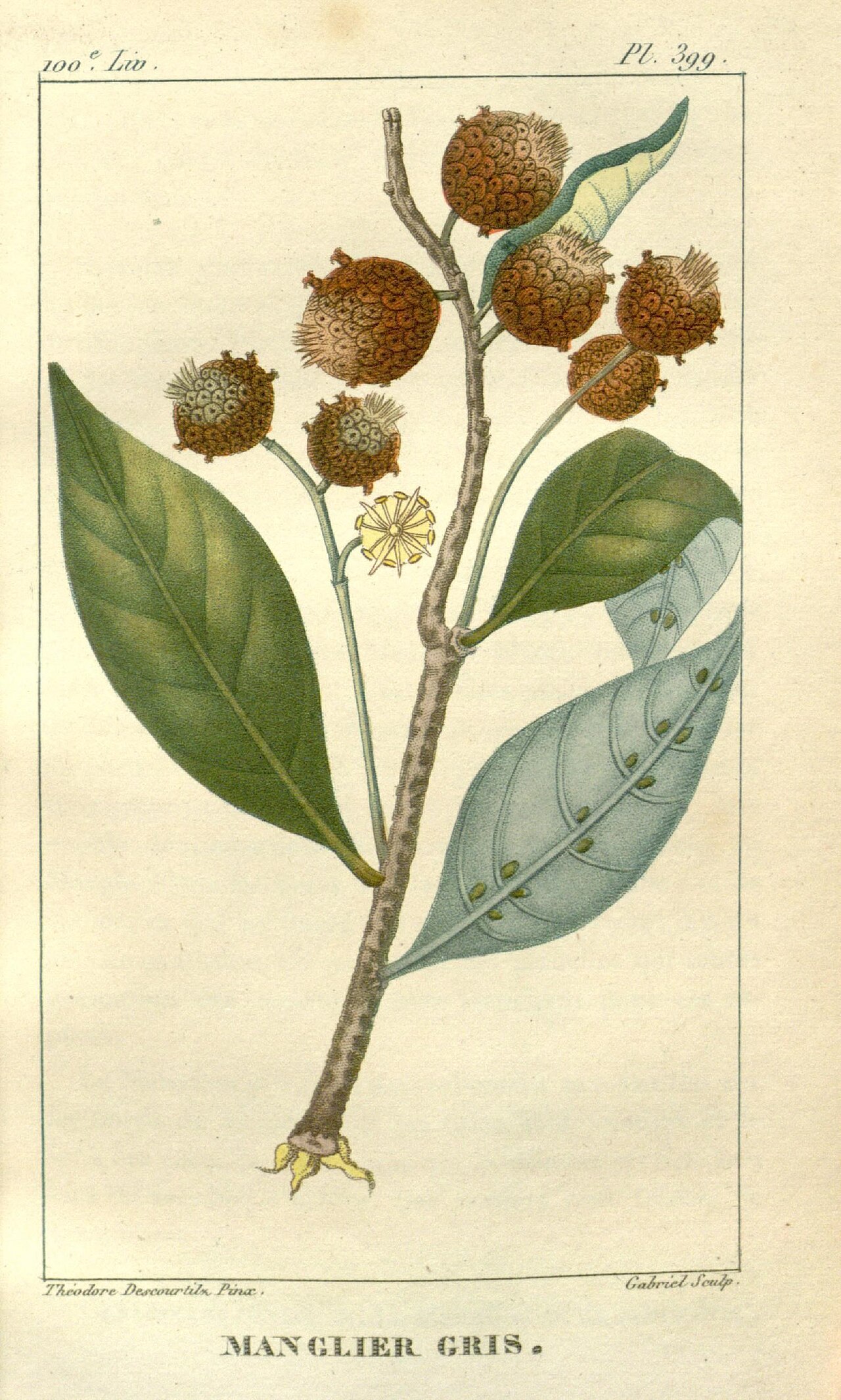 Illustration of Tea Mangrove / Palo de sal
