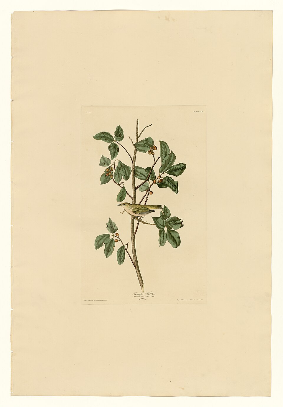 Illustration of Tennessee Warbler