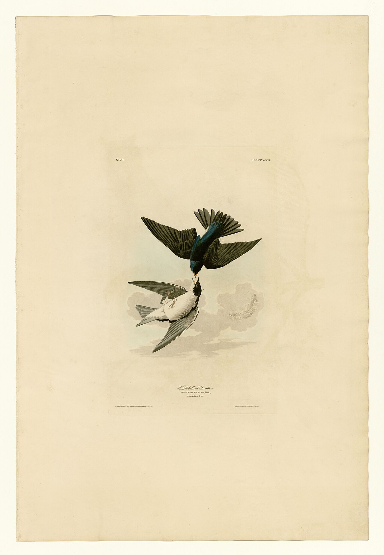 Illustration of Tree Swallow