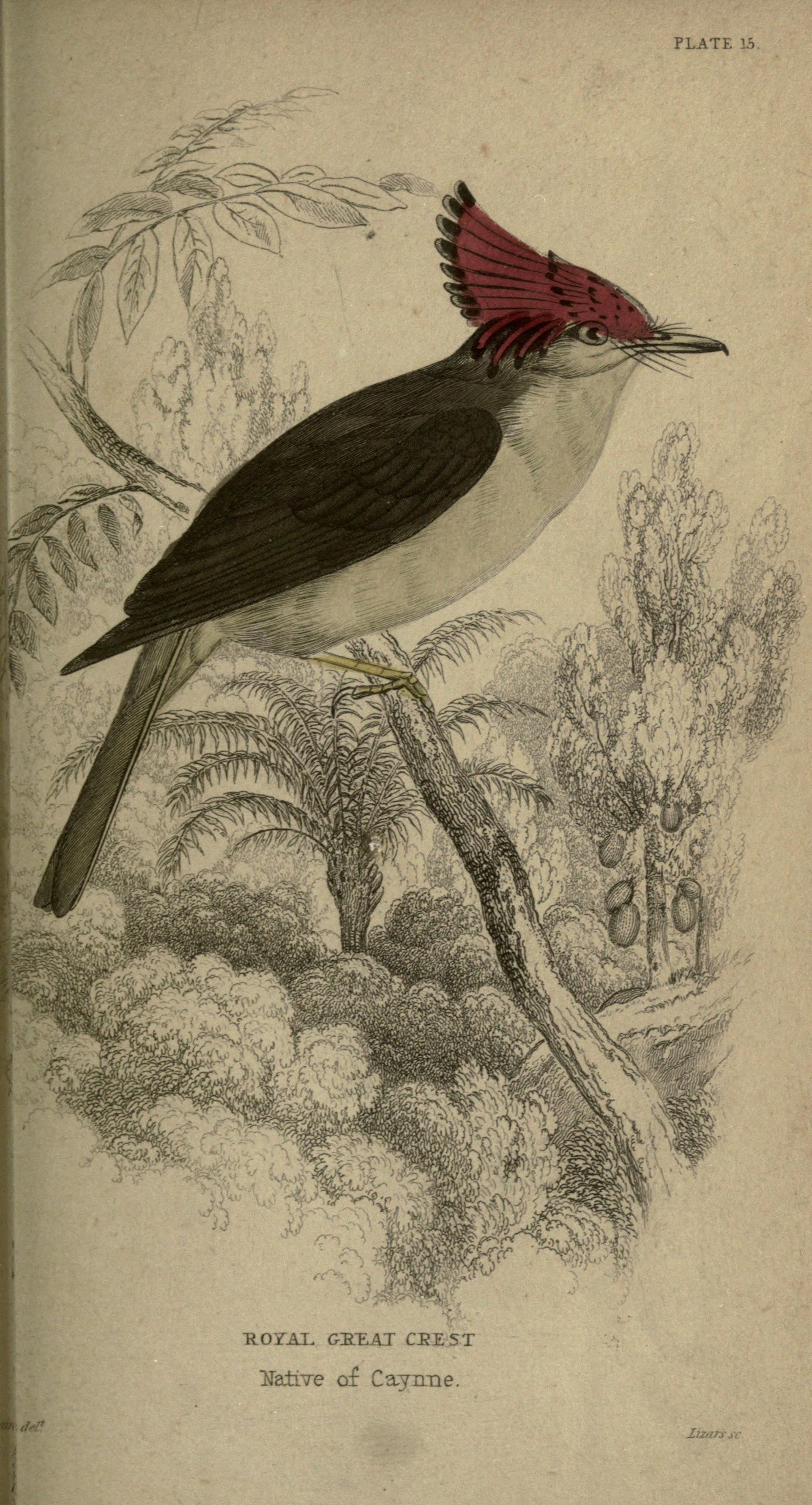 Illustration of Tropical Royal Flycatcher