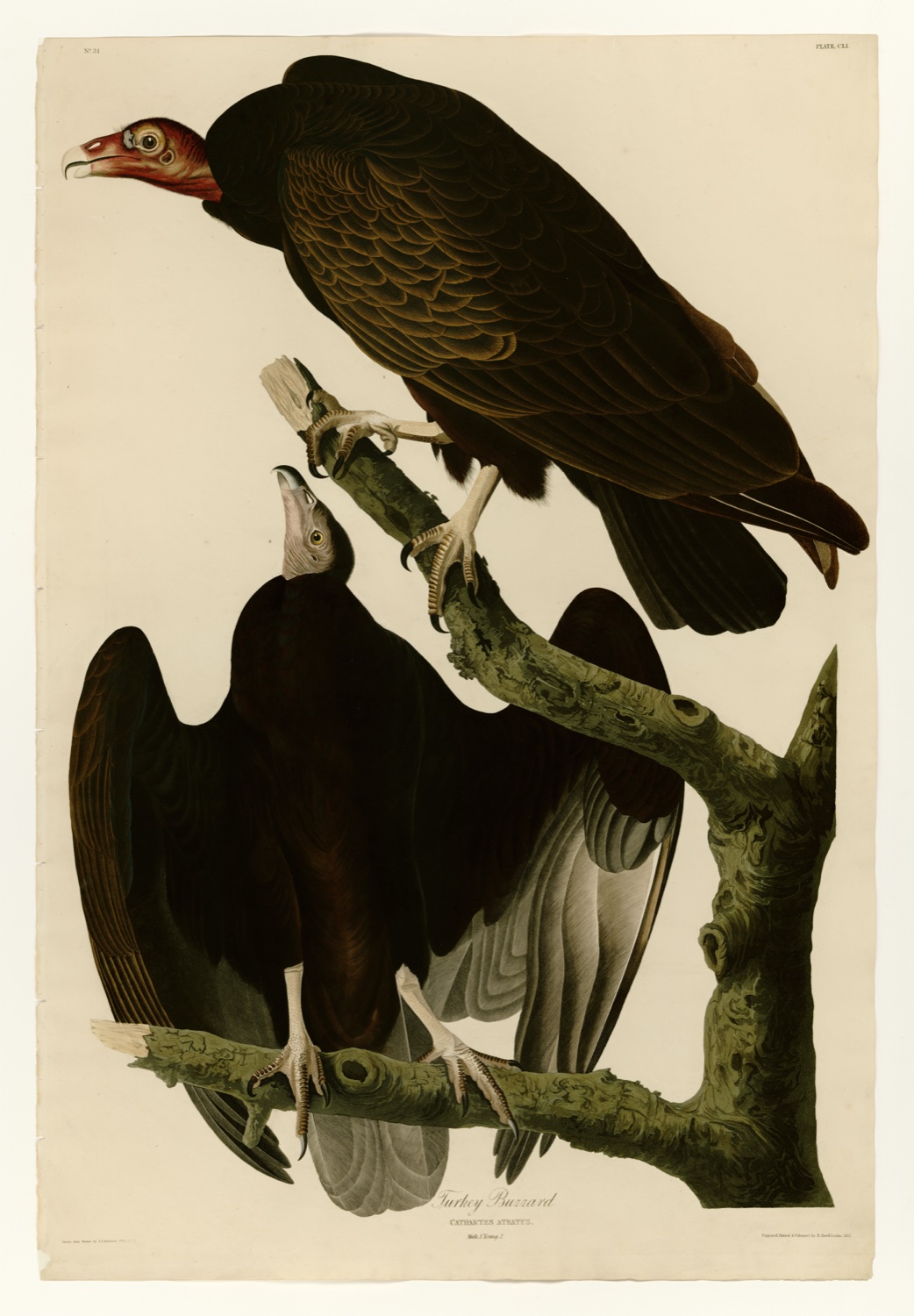 Illustration of Turkey Vulture
