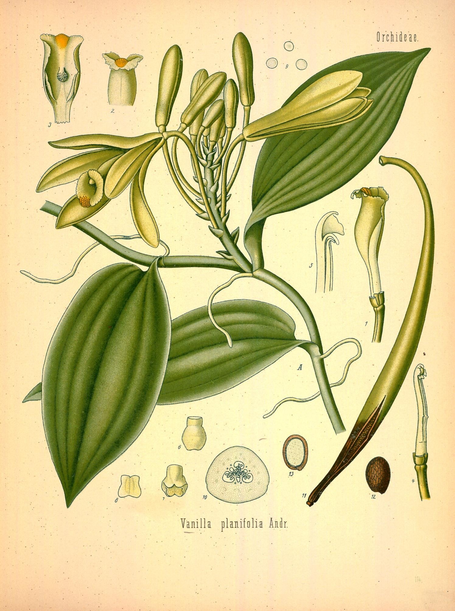 Illustration of Vanilla Orchid