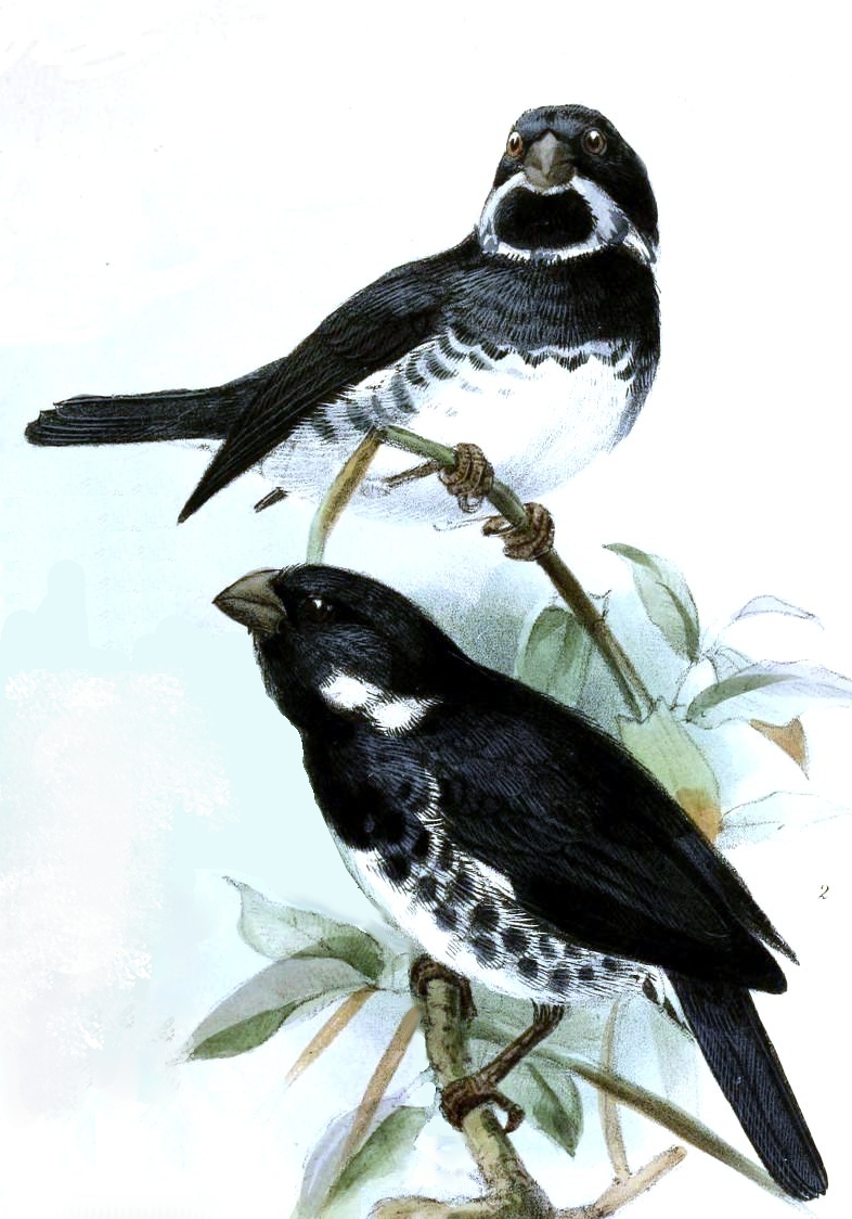 Illustration of Variable Seedeater