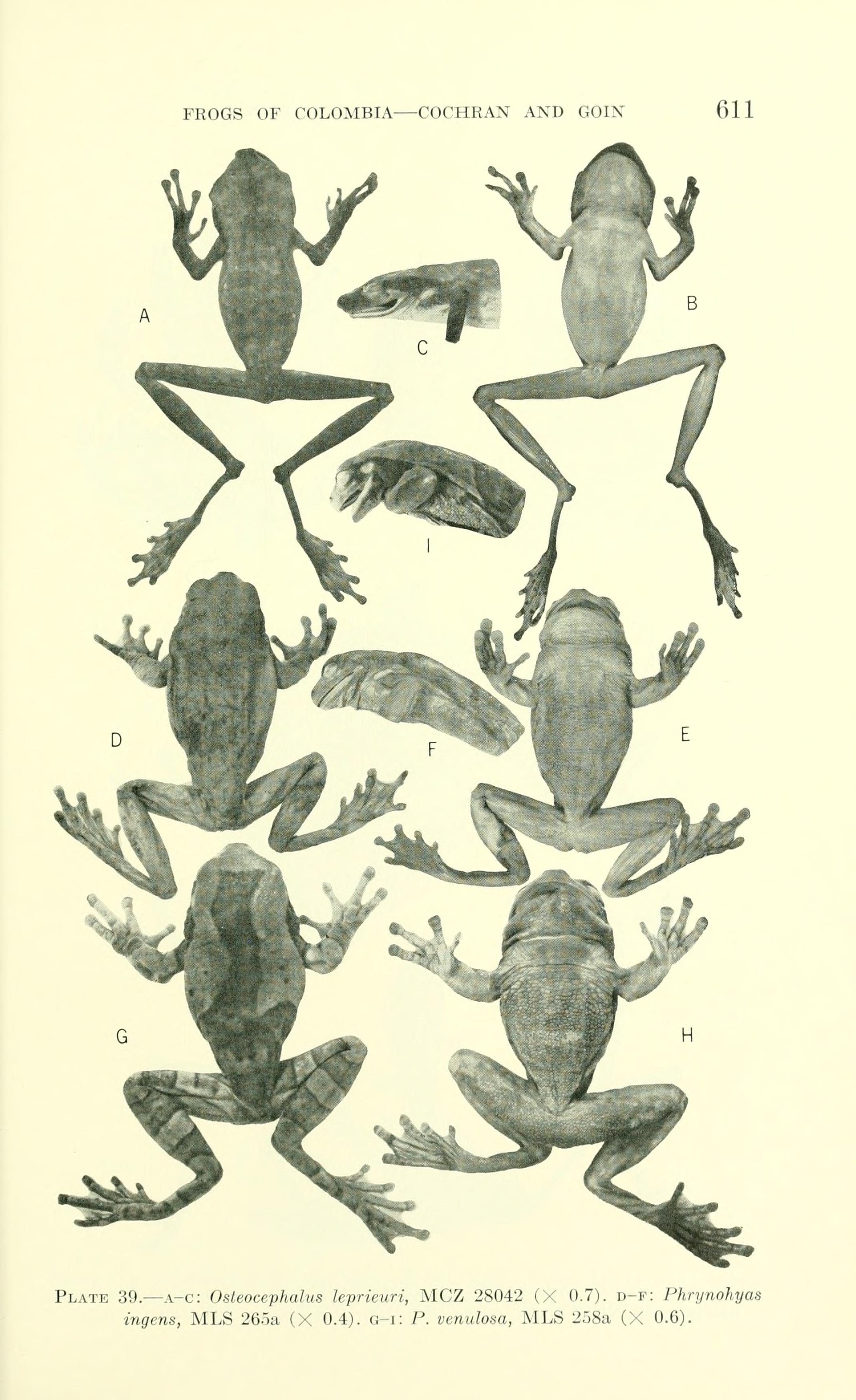 Illustration of Veined Tree Frog