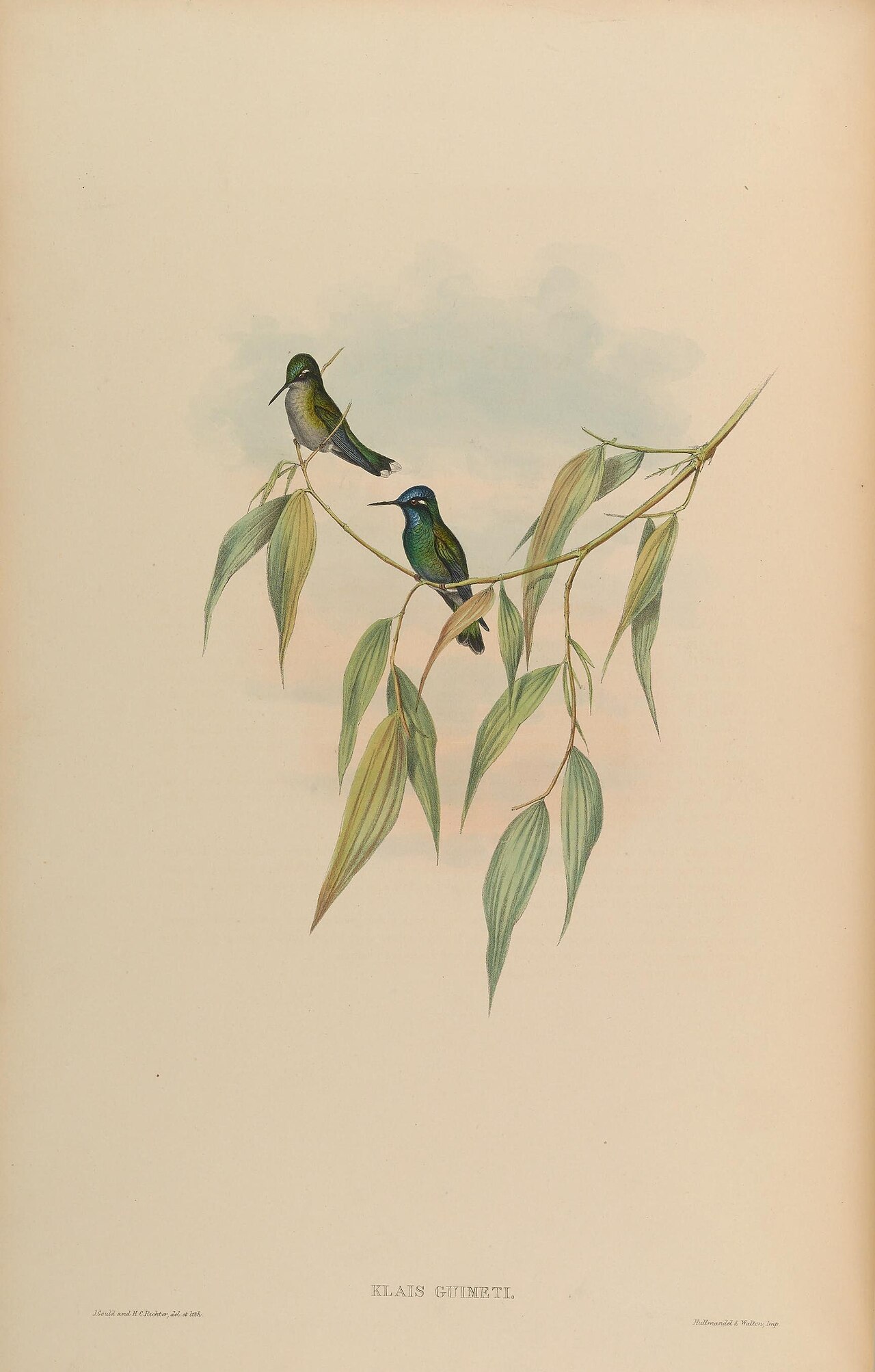 Illustration of Violet-headed Hummingbird