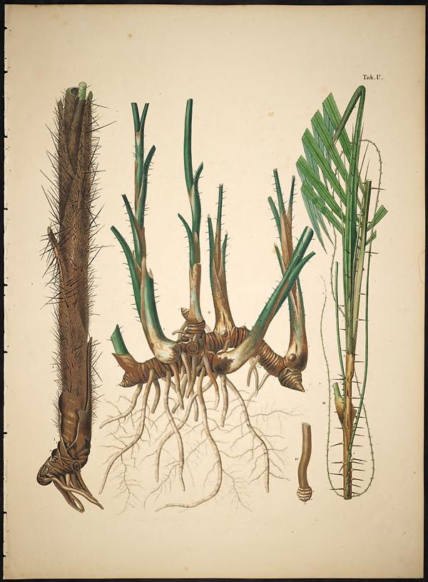 Illustration of Walking Palm / Cashapona