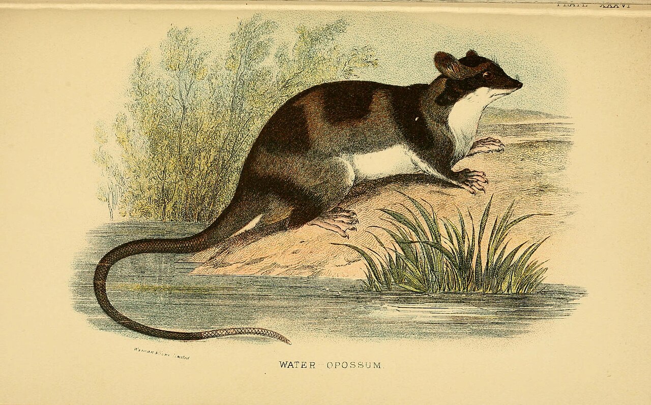 Illustration of Water Opossum