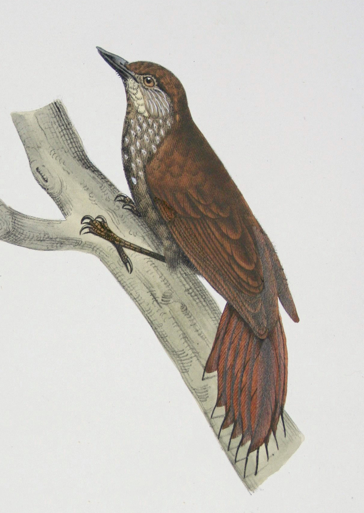 Illustration of Wedge-billed Woodcreeper