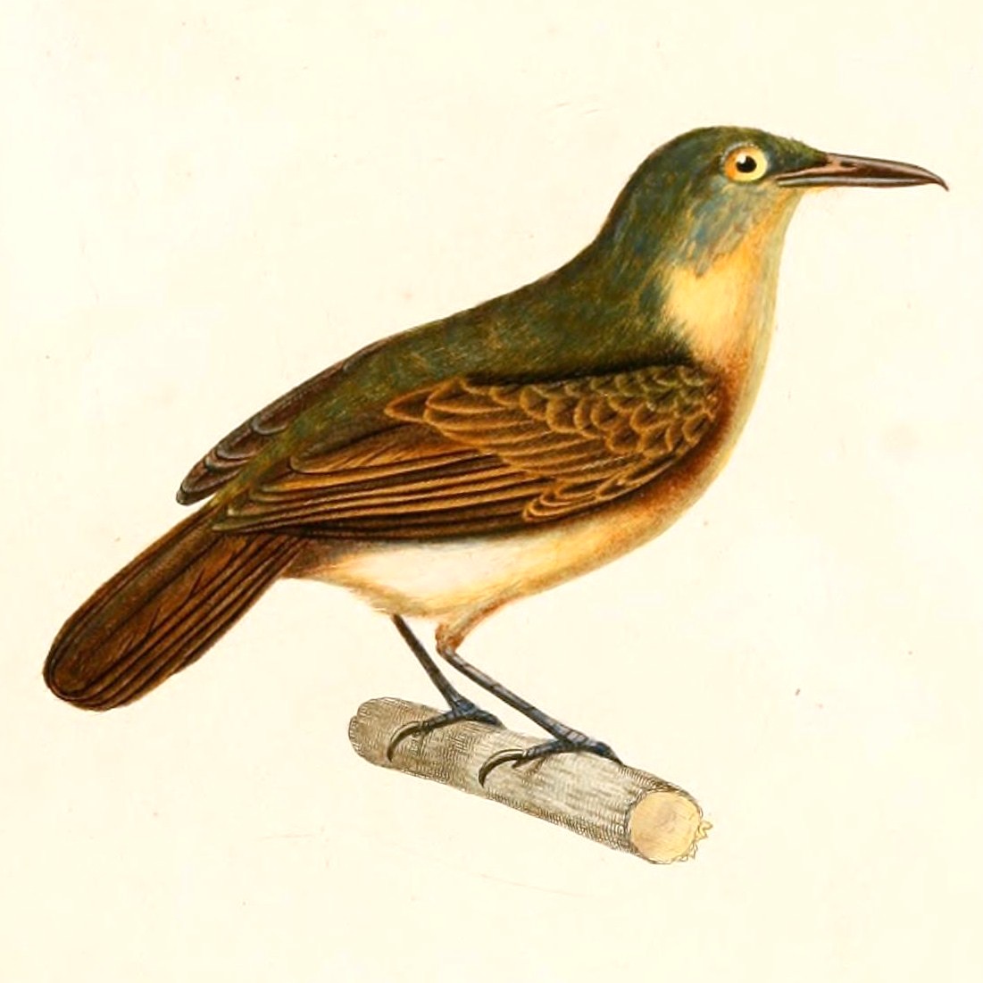 Illustration of White-flanked Antwren