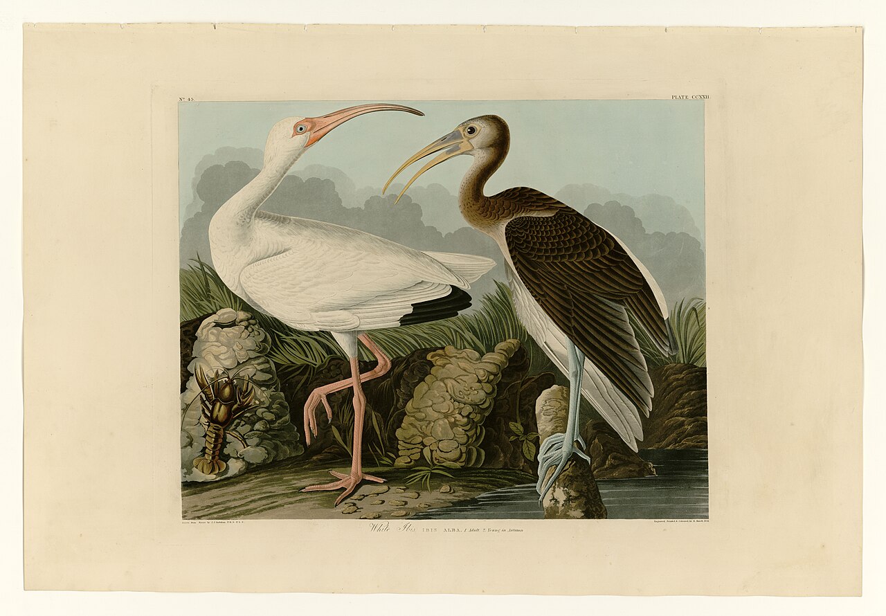 Illustration of White Ibis