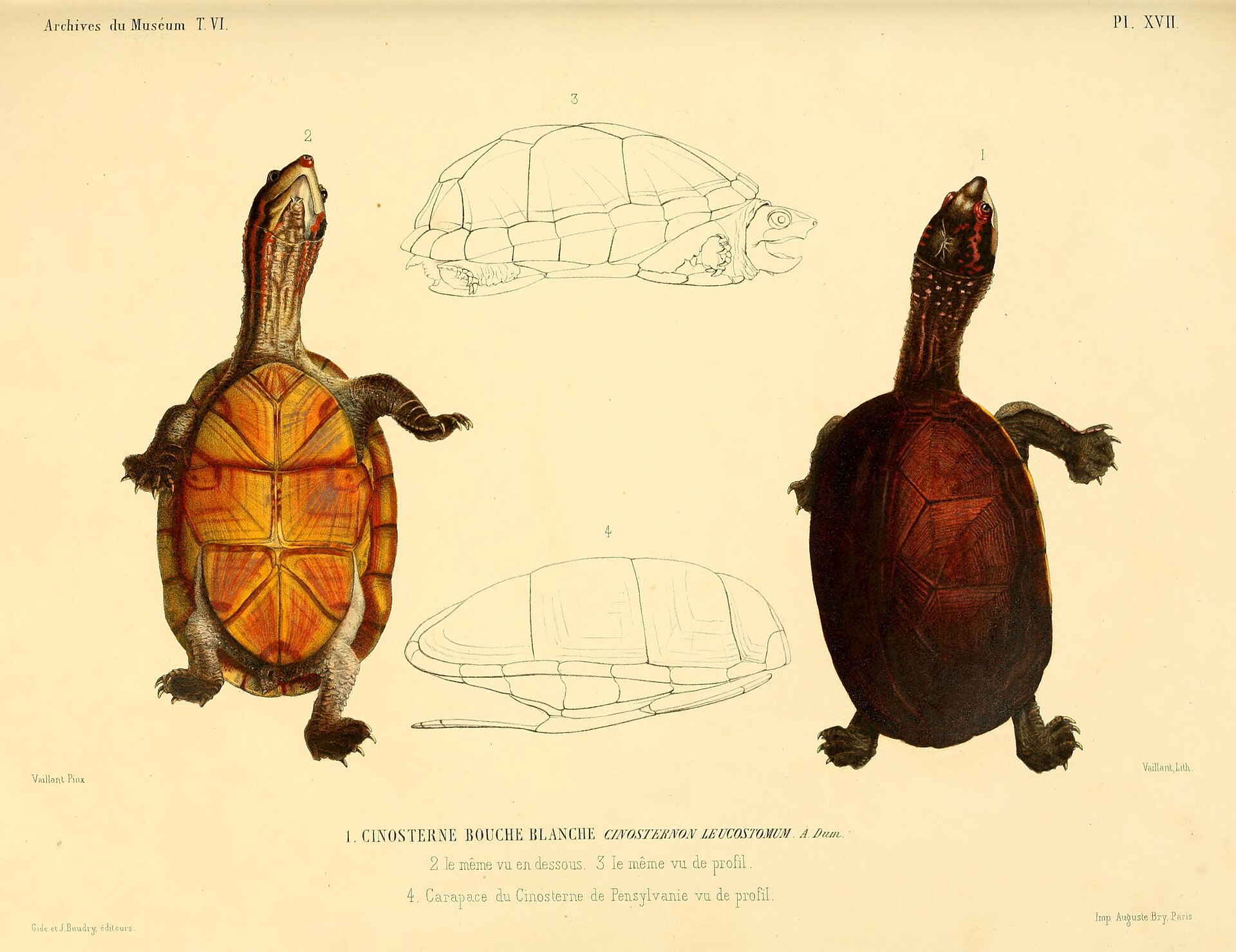 Illustration of White-lipped Mud Turtle