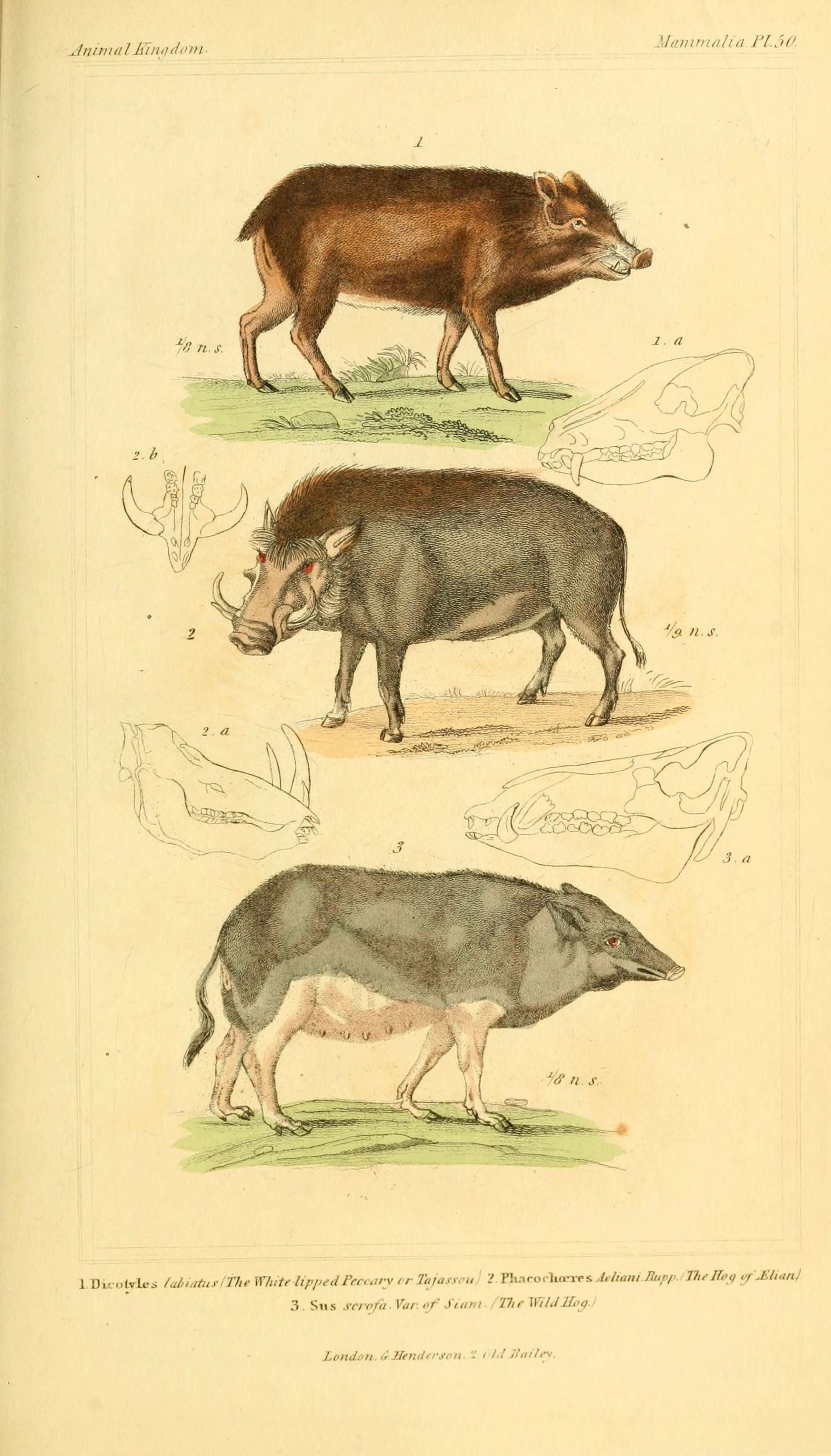 Illustration of White-lipped Peccary