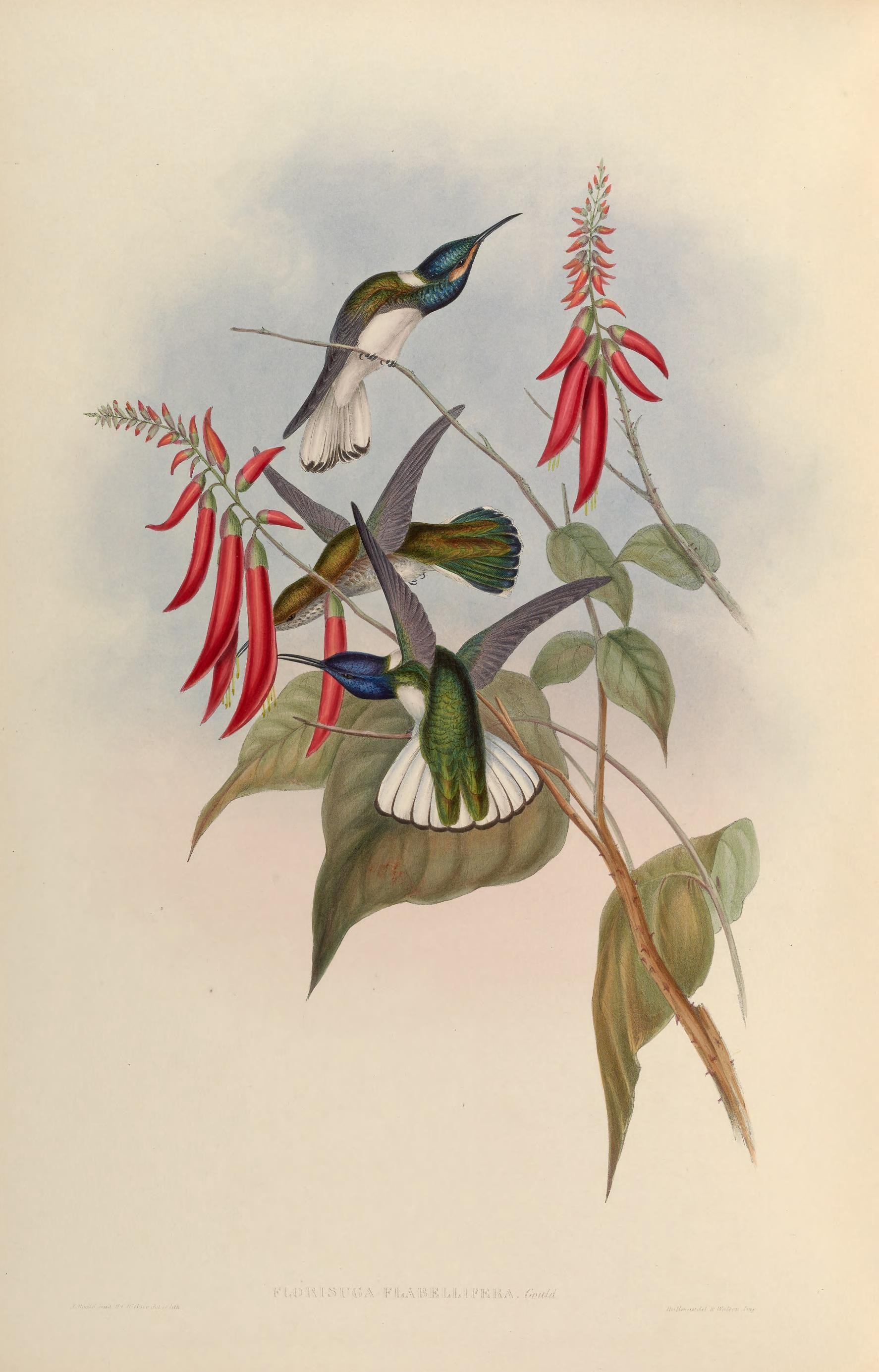 Illustration of White-necked Jacobin